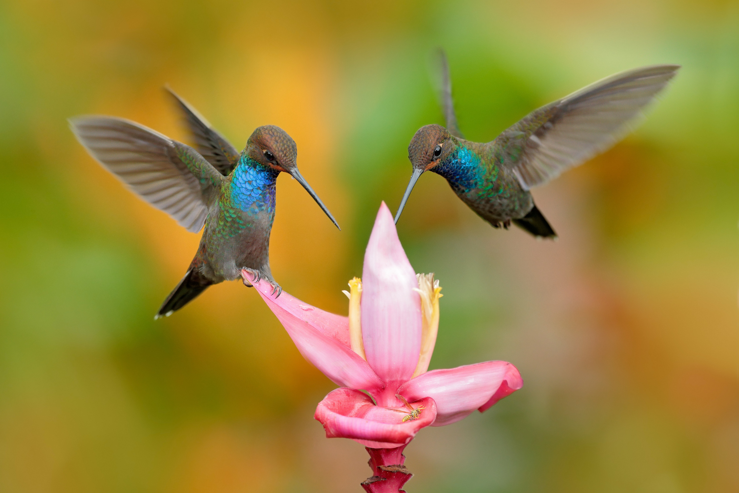 Earth.com exclusive: Hummingbirds appear where you’d least expect