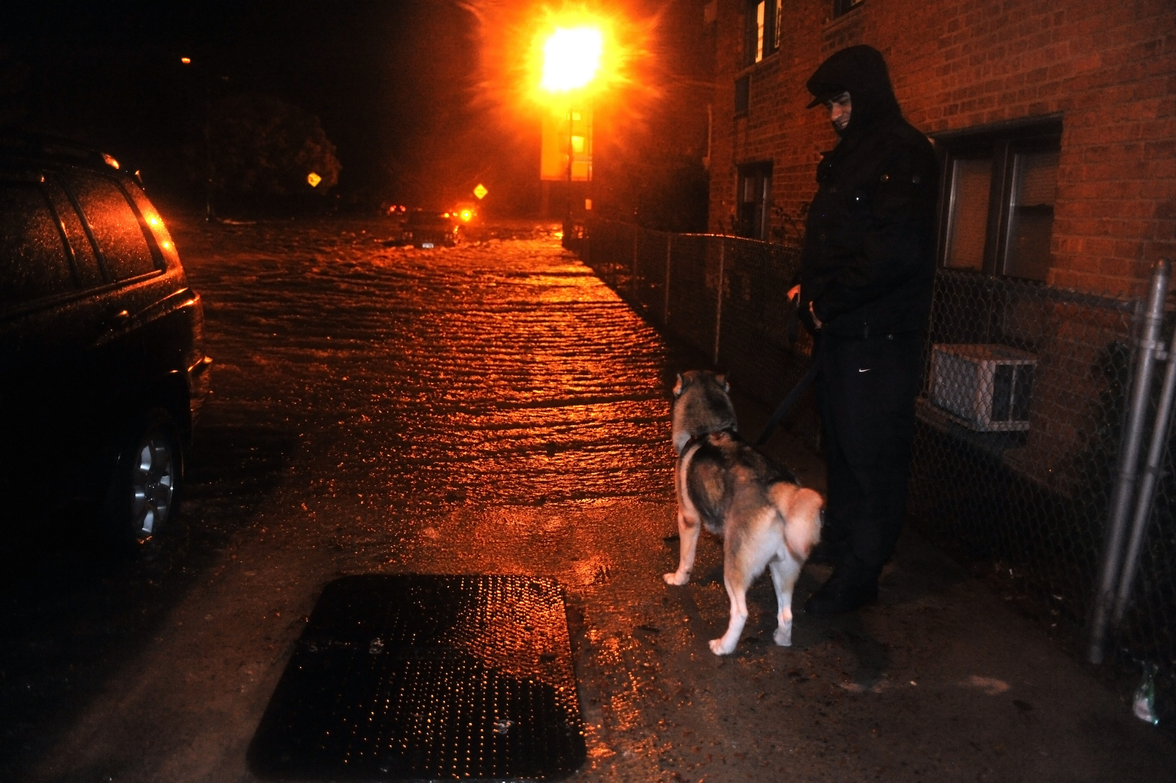 Helping animals displaced by Hurricanes Maria and Irma