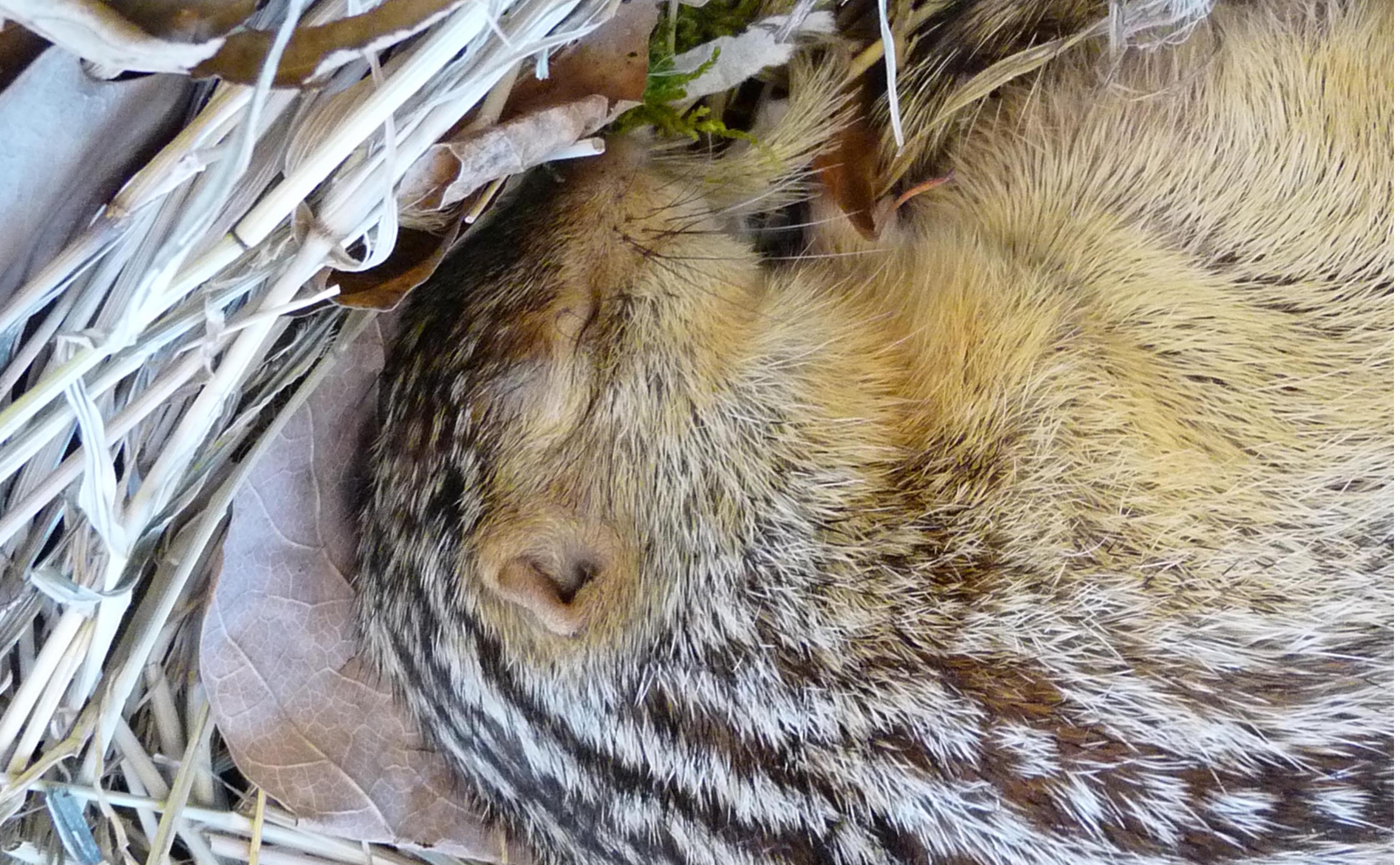 Squirrels evolved an ability to withstand colder temperatures