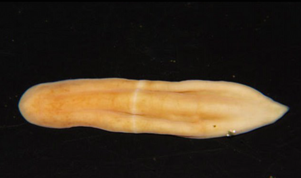 Weird new worm sheds light on the progression of complex animals