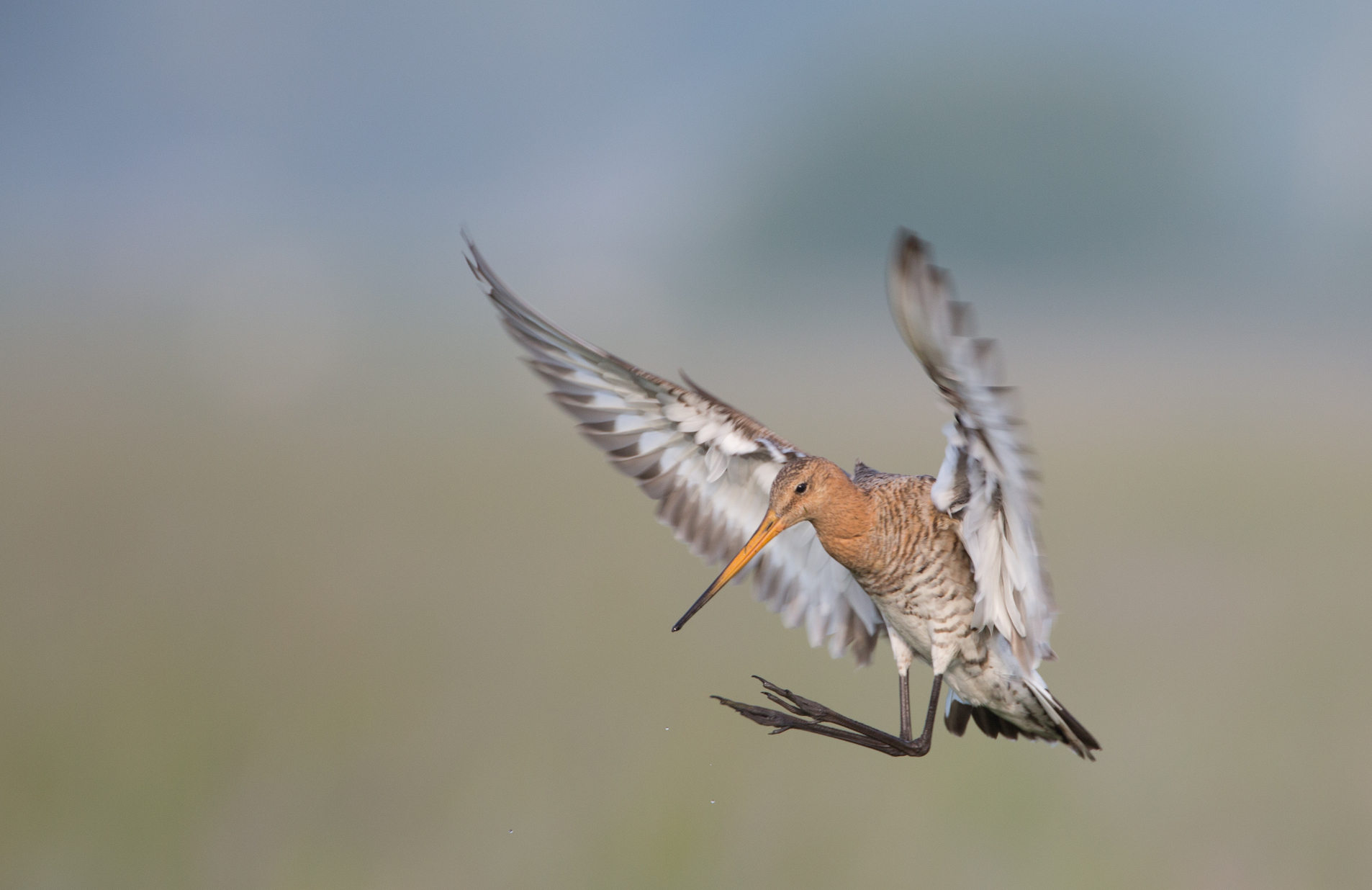 Species loss often caused by political instability