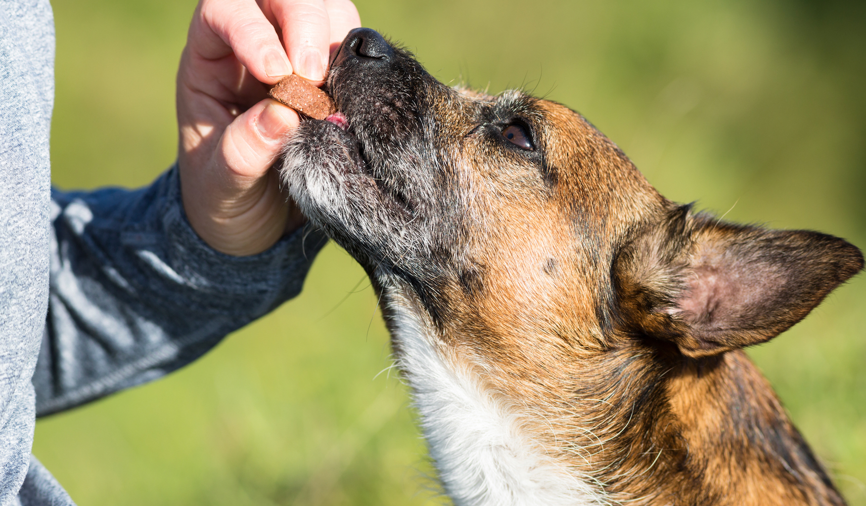 Poor labeling on dog treats may put your pet at risk