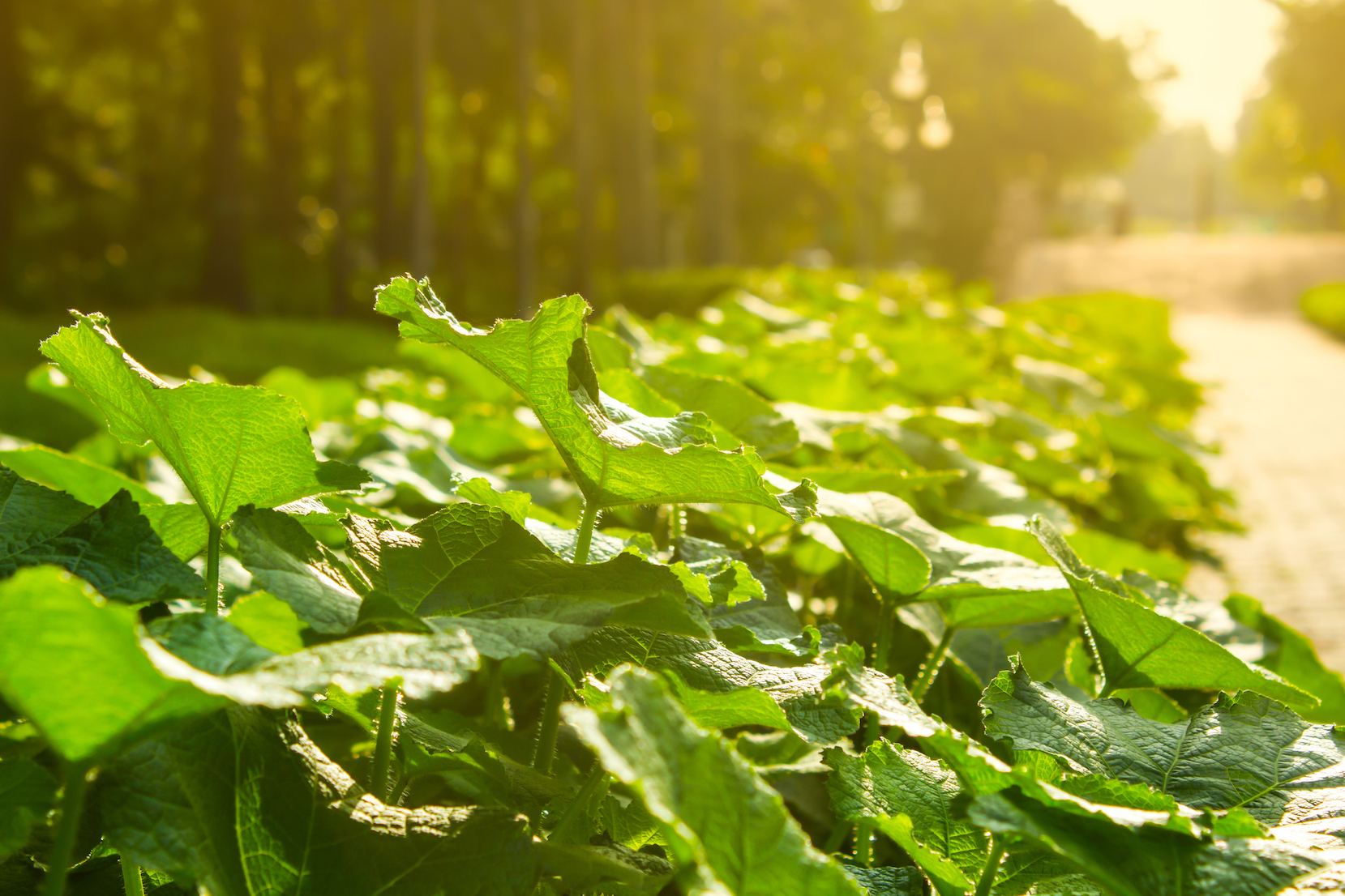 Photosynthesis in plants may have started 1.25 billion years ago