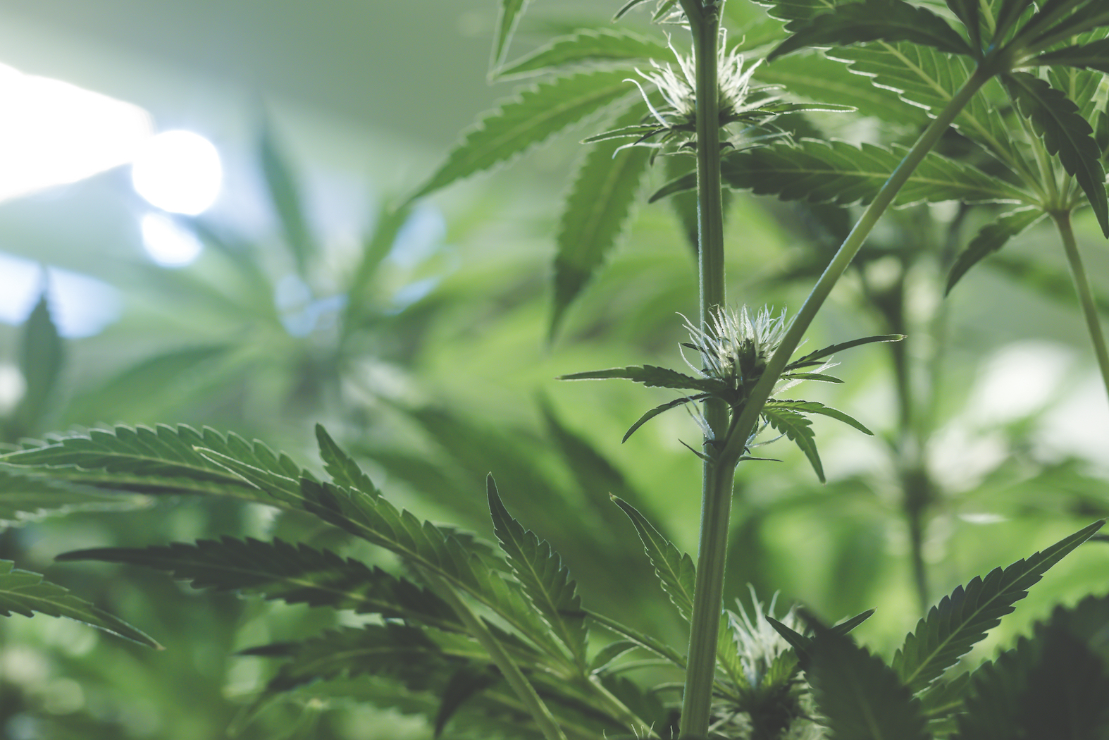 College in Michigan offers a degree in marijuana