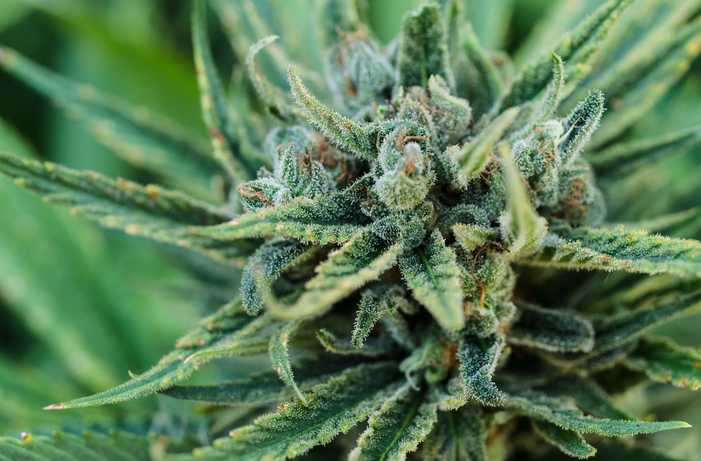 The new year brings legal recreational marijuana to California