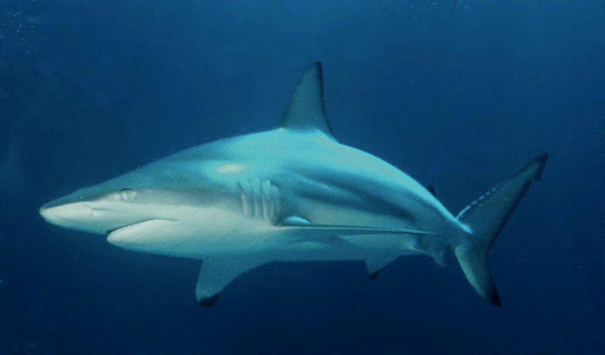 Shark found with both male and female reproductive organs