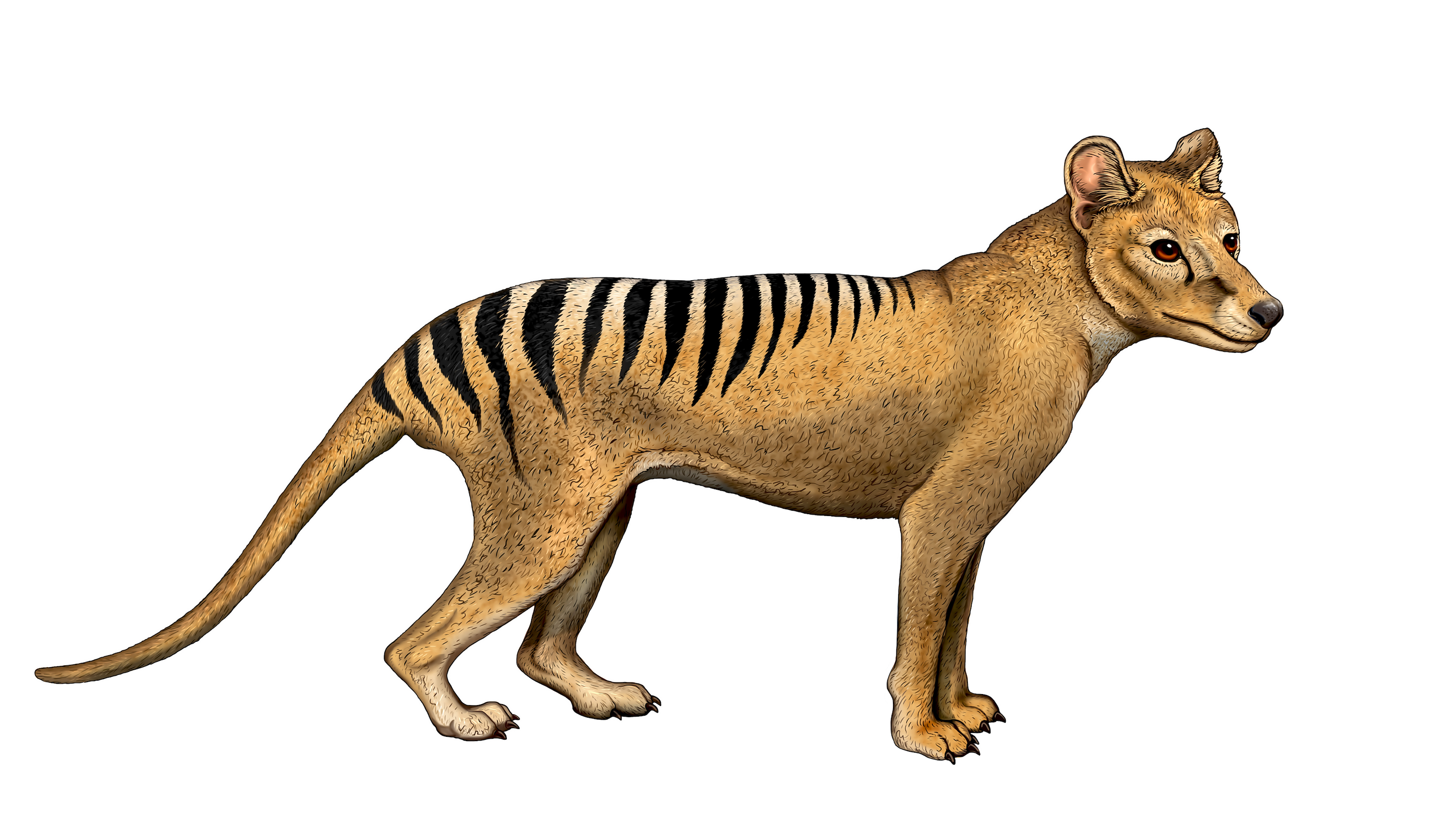 Tasmanian Tigers and Aboriginals: Which is extinct?
