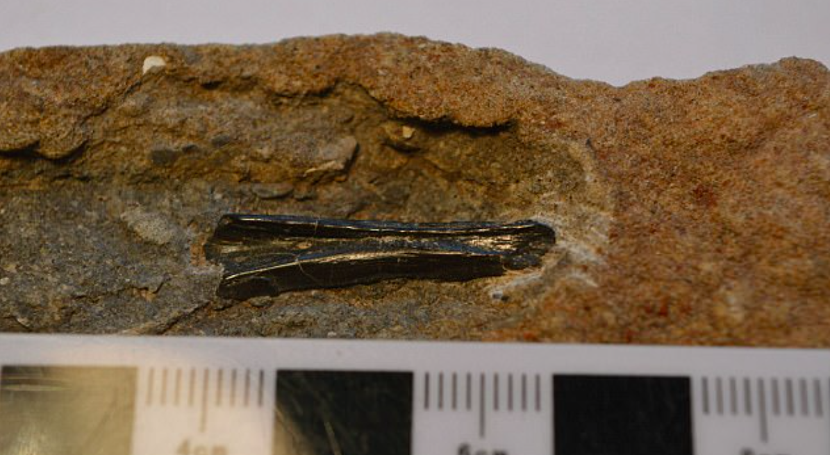 Tiny fossil provides rare evidence of Jurassic crocodiles