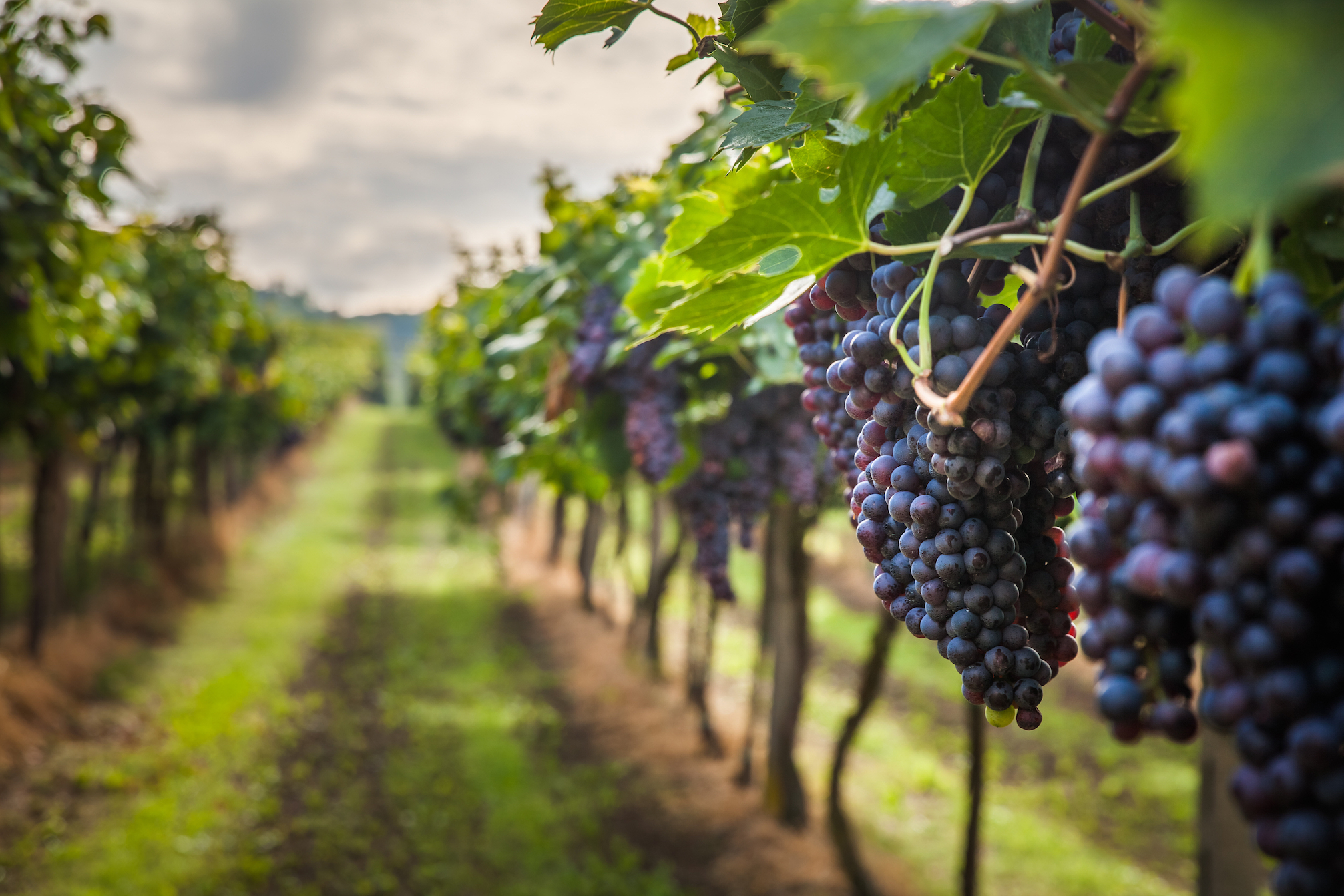 Winemakers might need to switch grapes in a changing climate