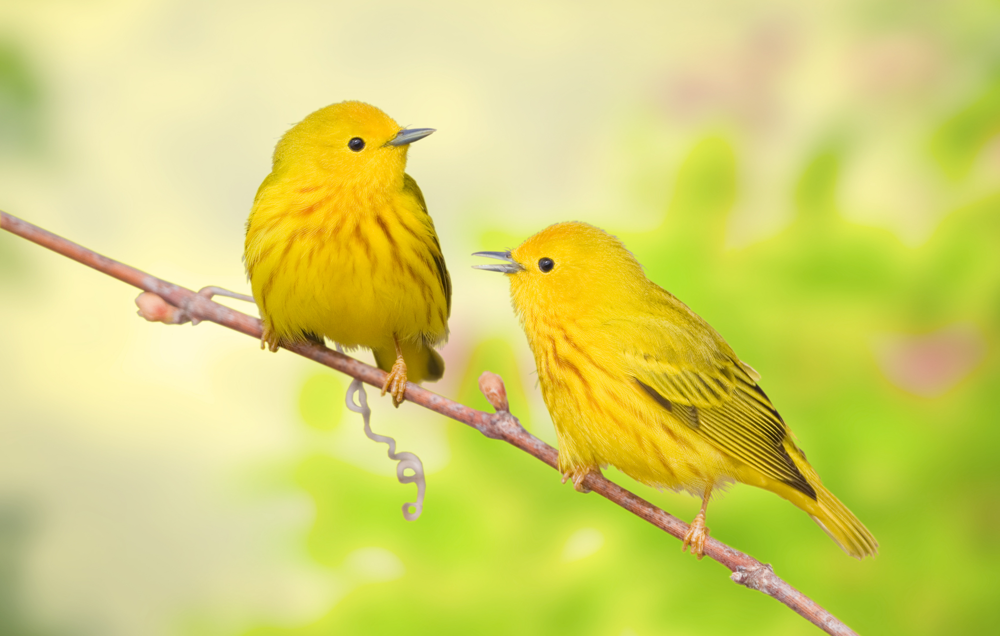 Some birds have genes that can help them adapt to climate change