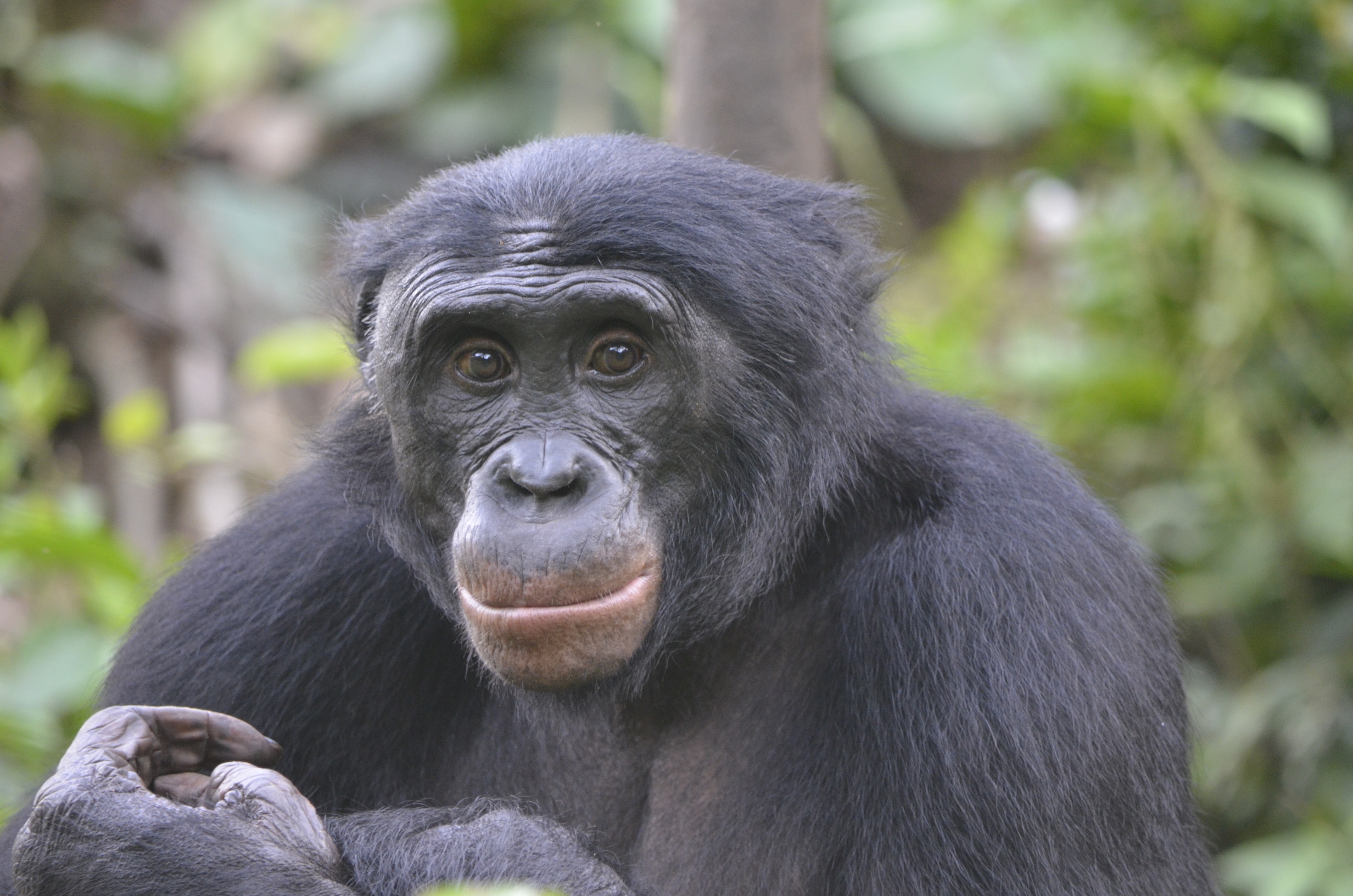 Bonobos offer insight into early human evolution