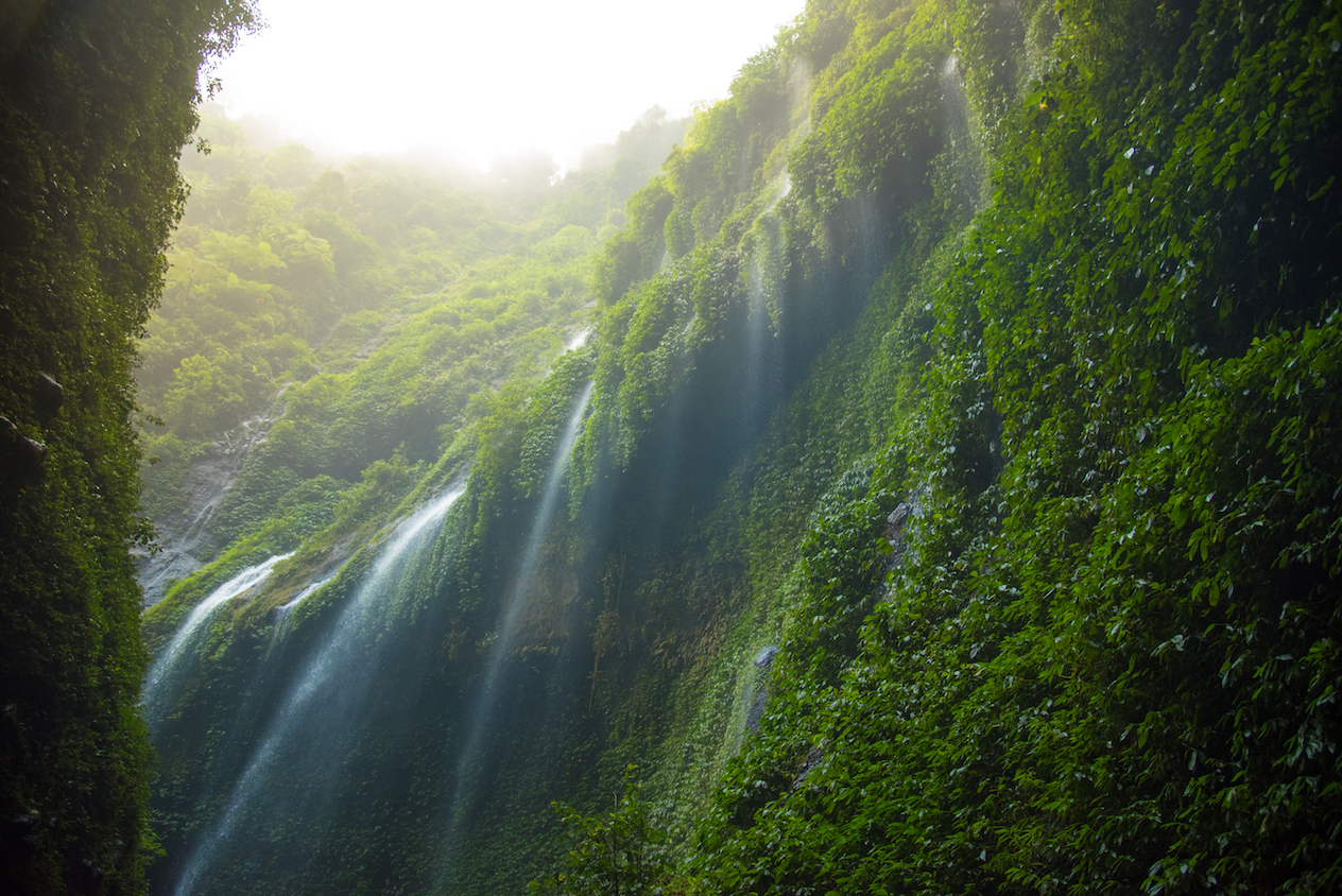 Guardians of the Forest: Natives and ecological preservation