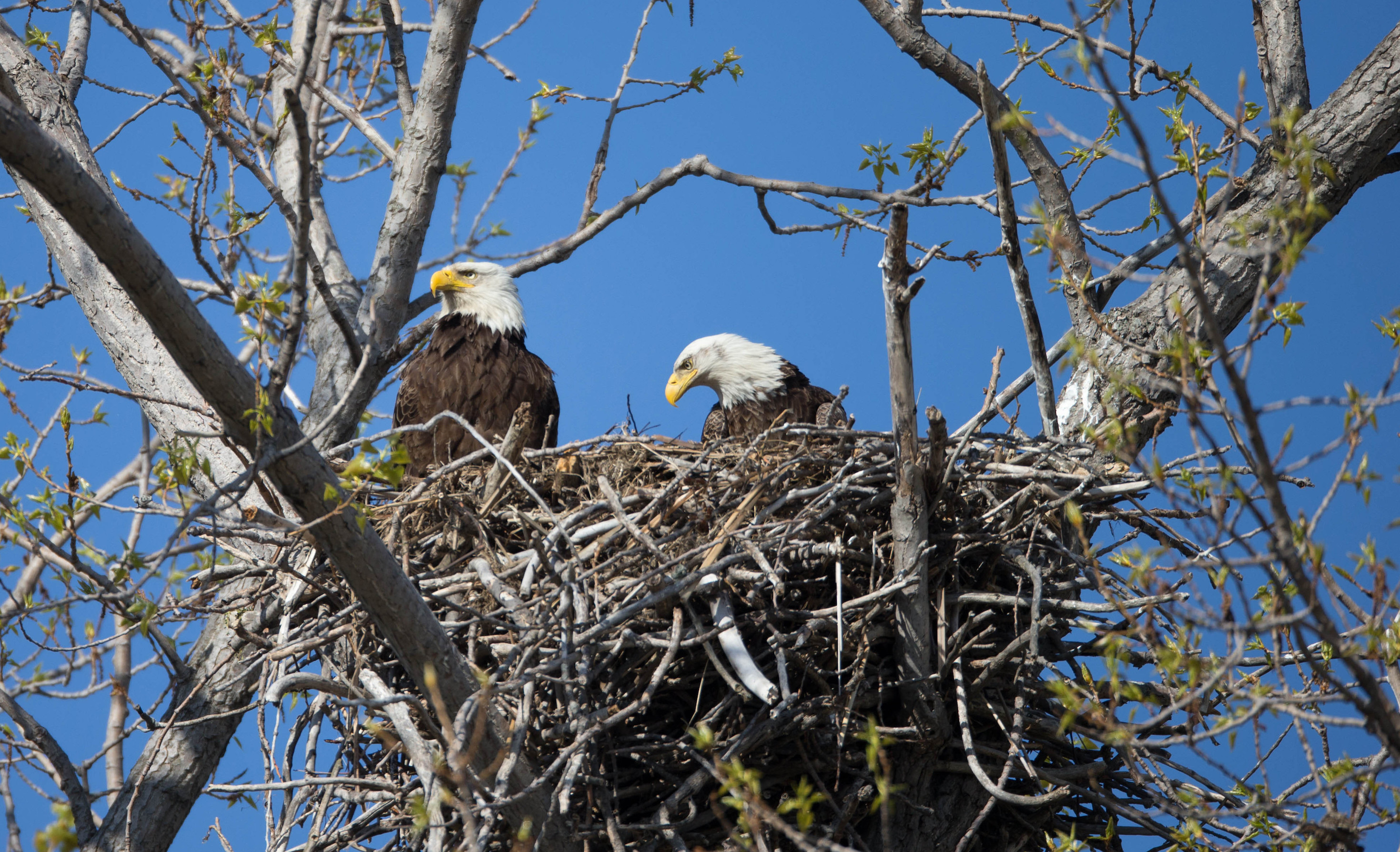 Eagle populations have benefited from nest protection programs