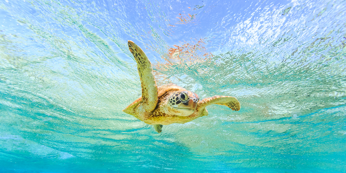 Climate change has made 99.8 percent of these sea turtles female