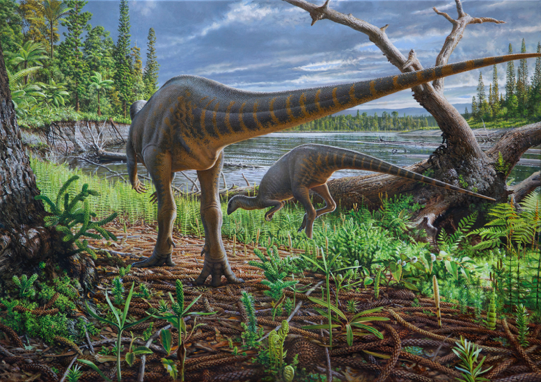 New species of turkey-sized dinosaur found in Australia