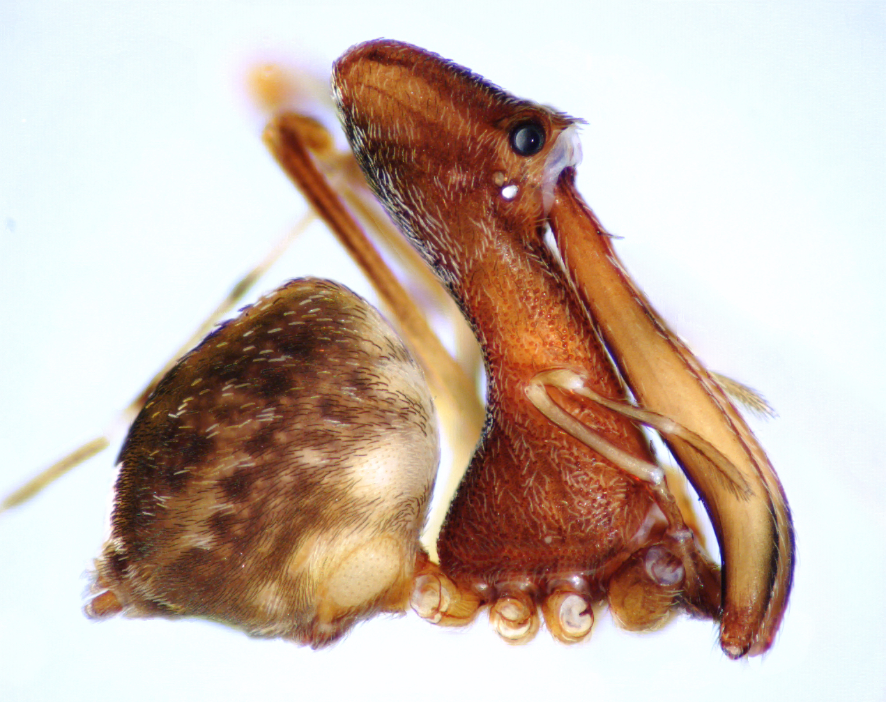 18 new species of pelican spiders found in Madagascar
