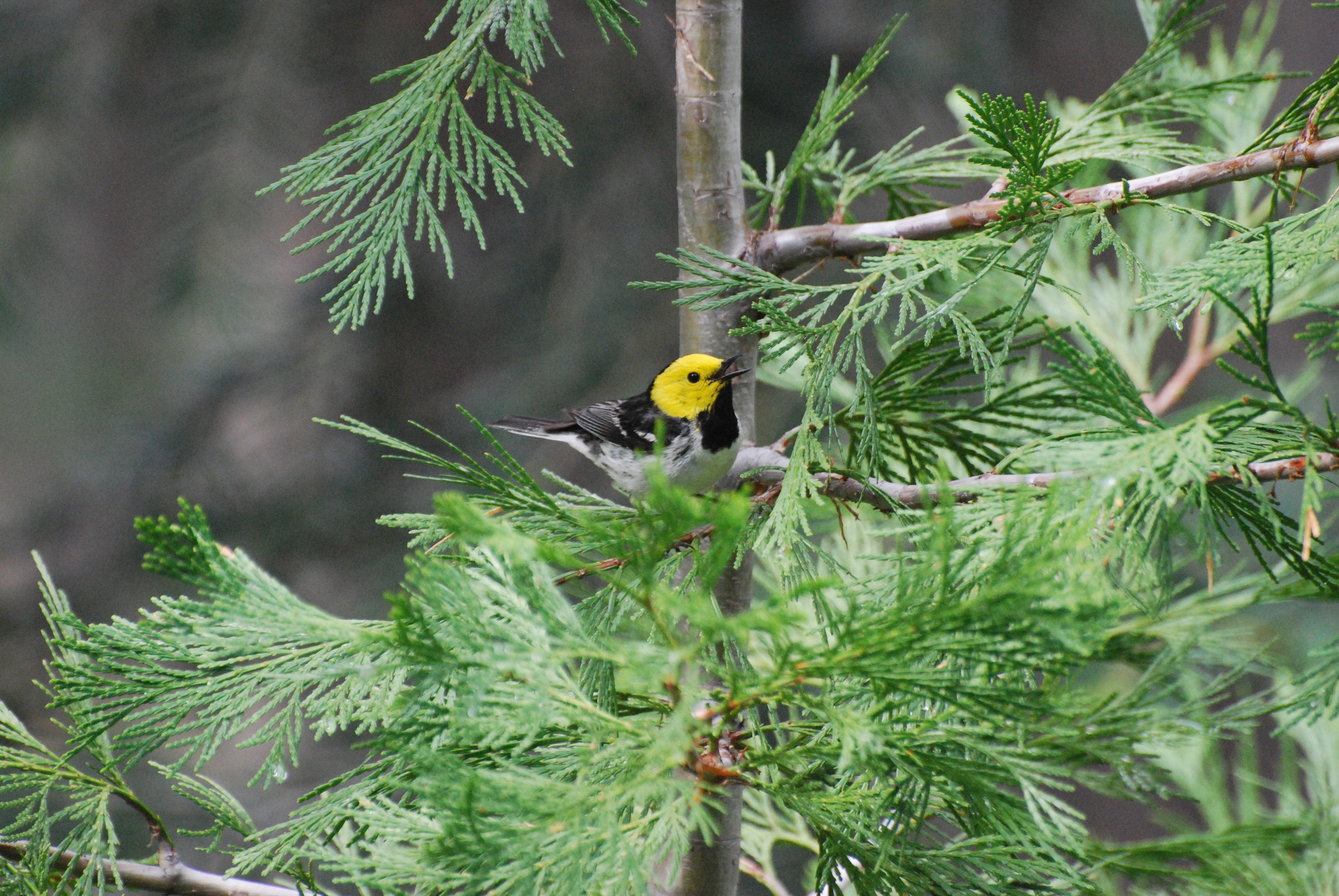 Climate change to upset songbird migration and reproduction