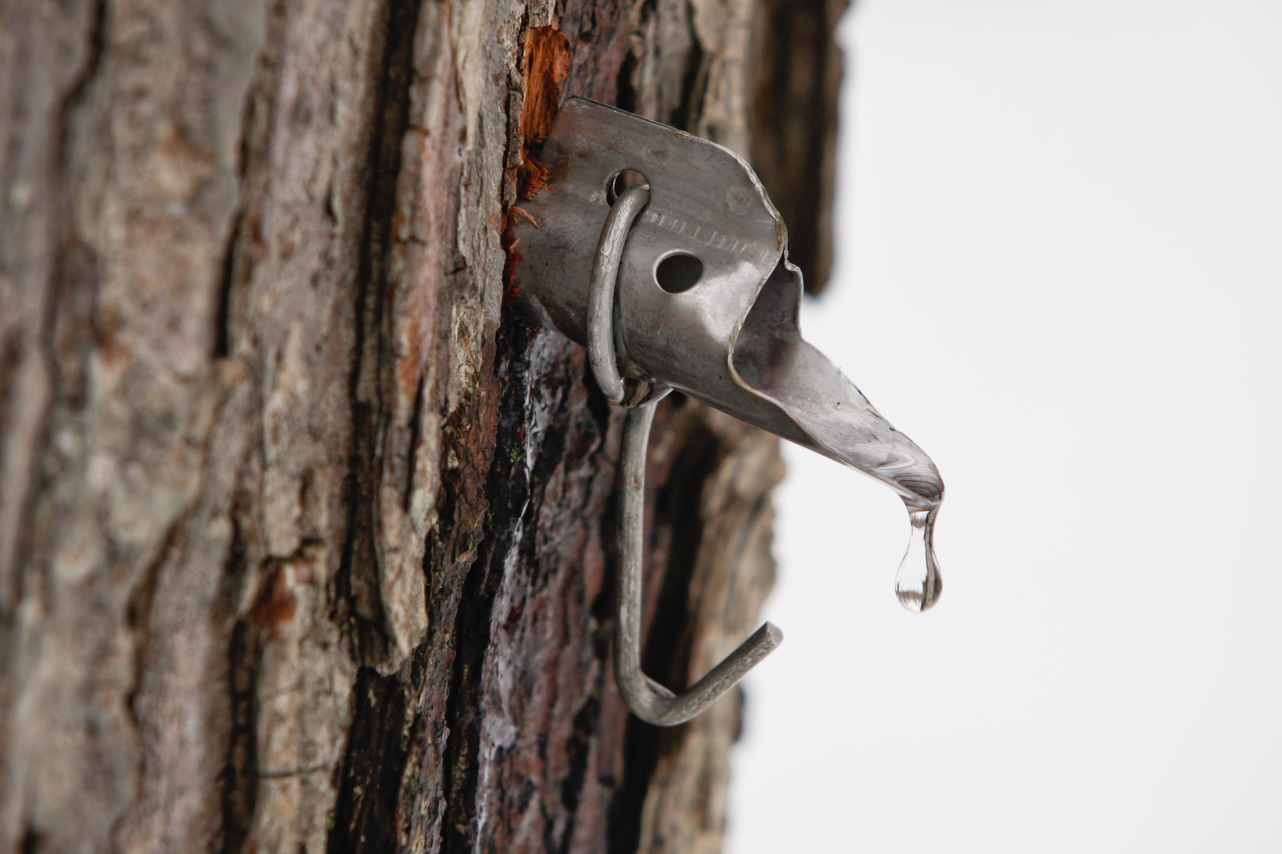 Maple trees (and syrup) under threat from climate change