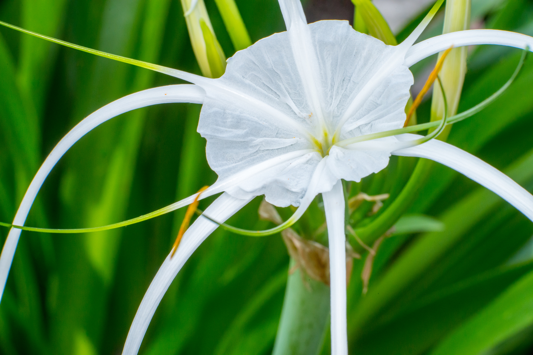 How flowering plants became so dominant on Earth