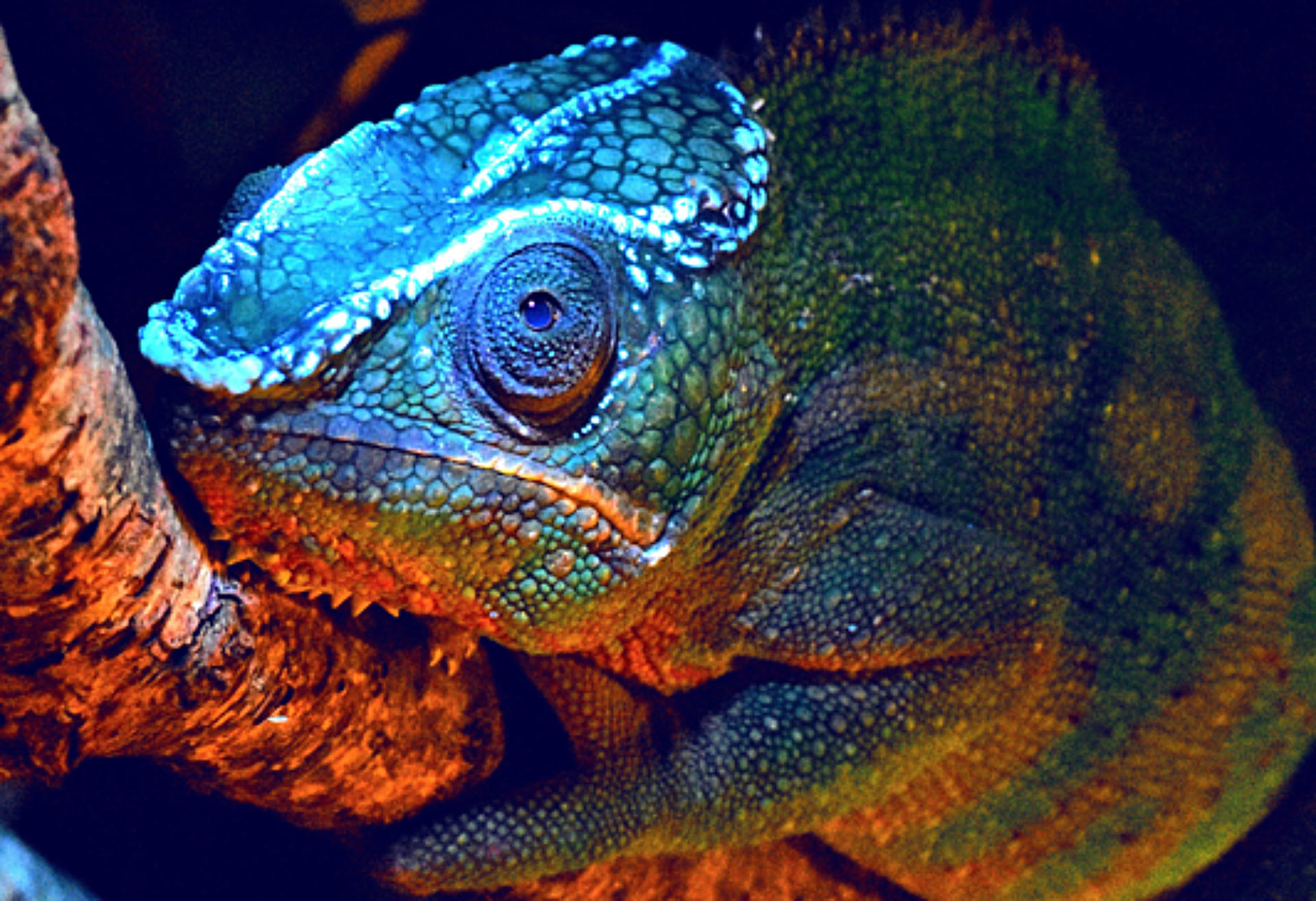Glowing patterns found on chameleons for the first time