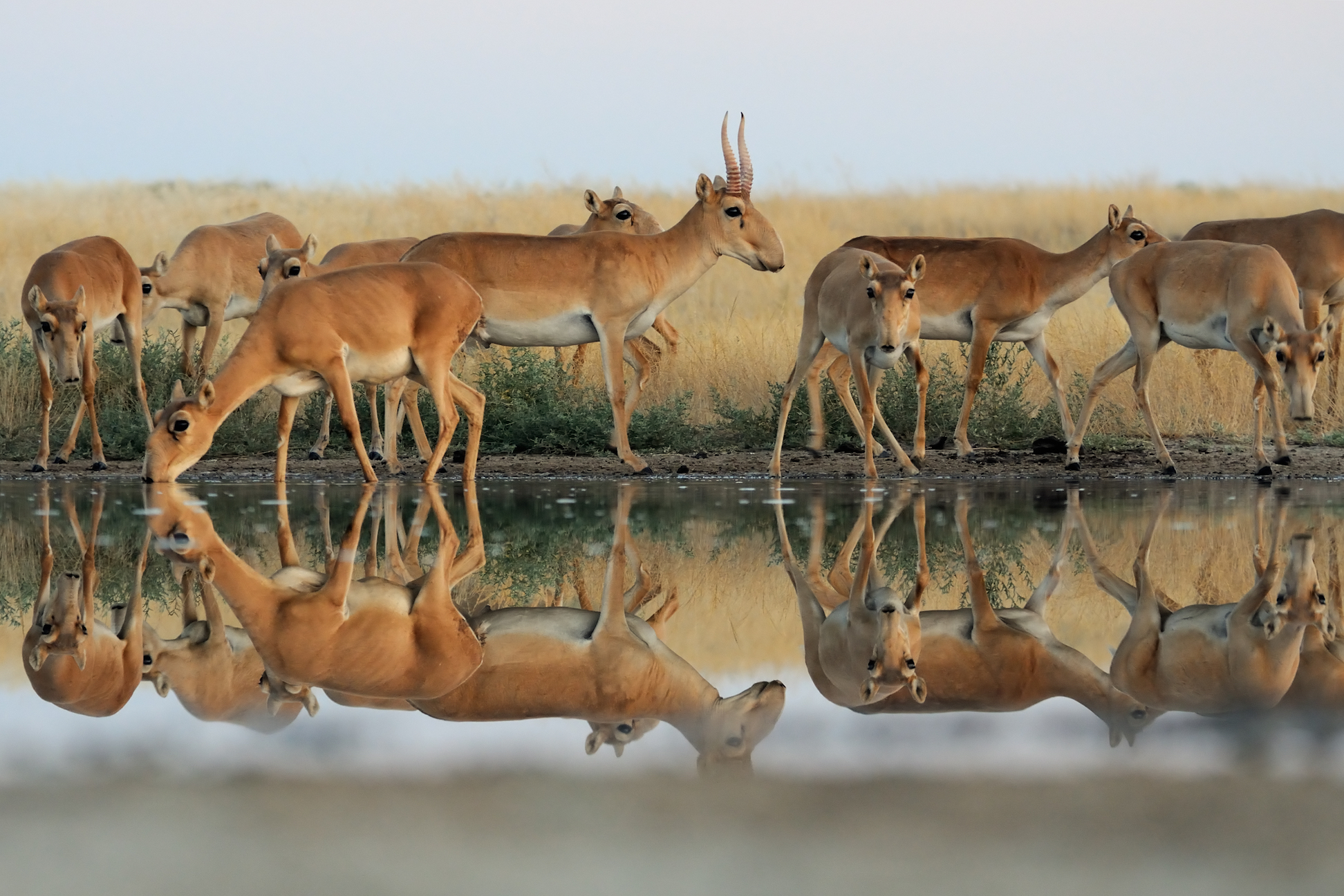 What killed more than half the world’s saiga antelopes?