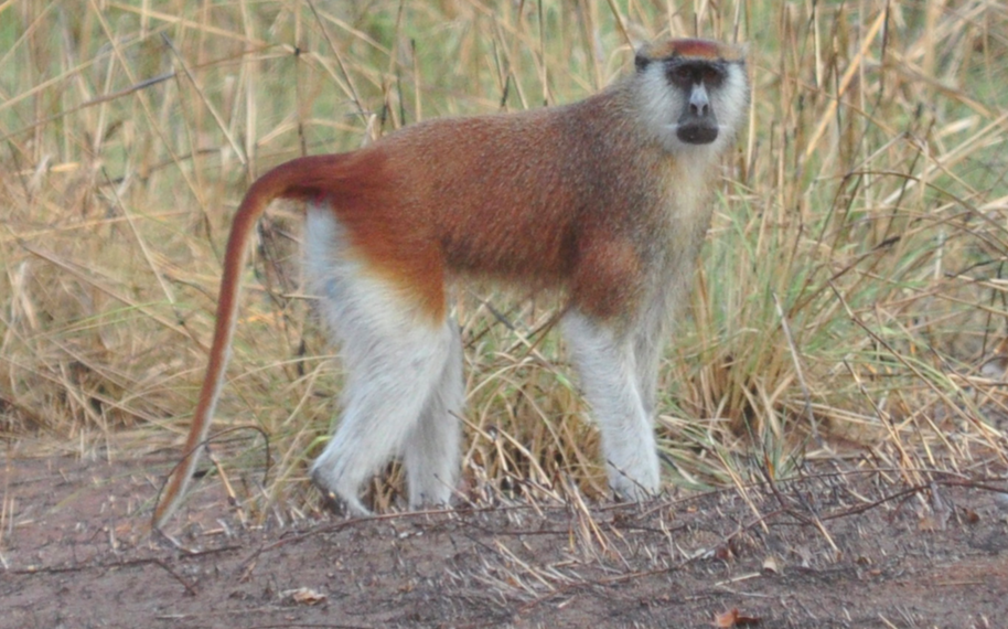 Monkeys with handlebar mustaches are now their own species