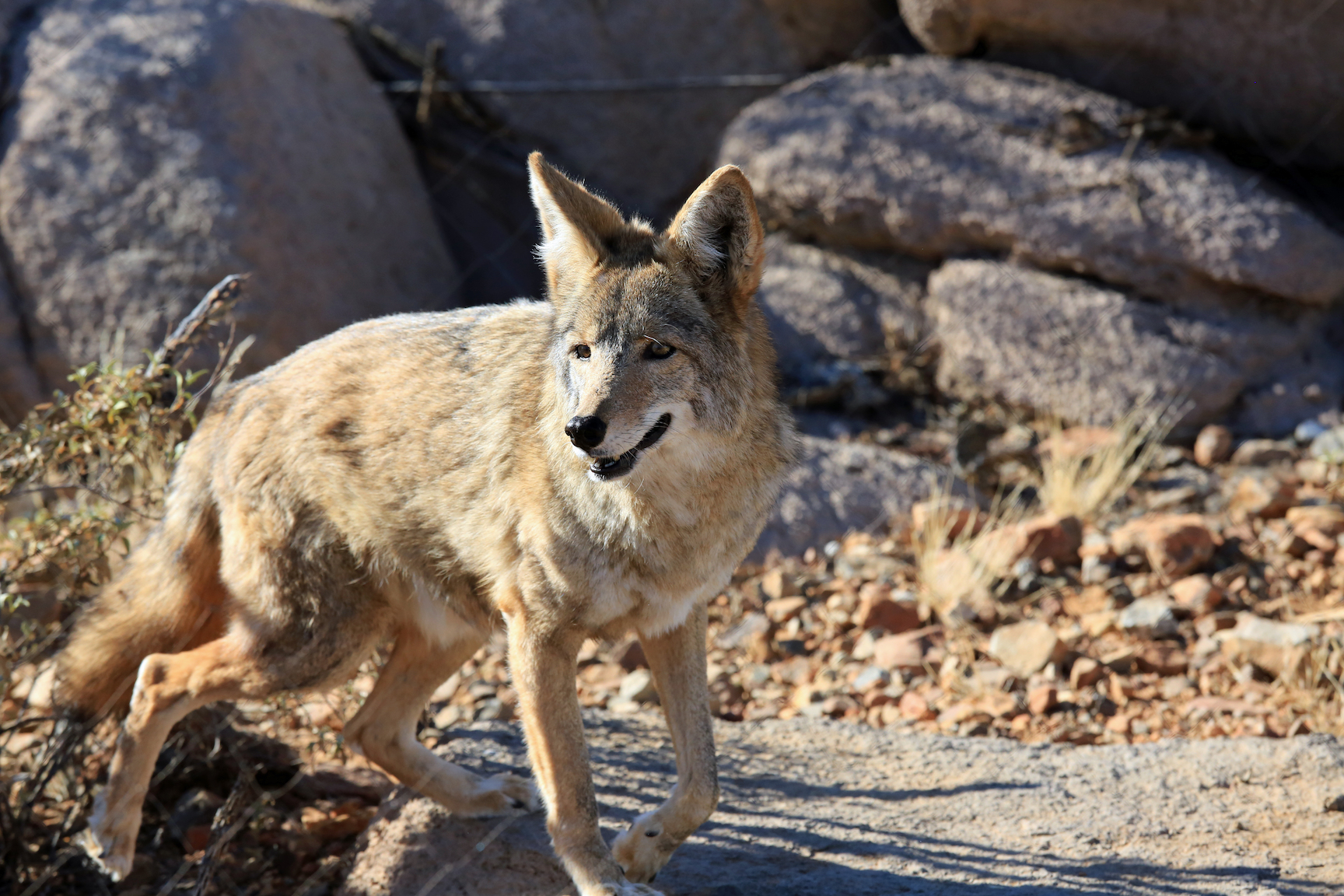 Hanger is real: gut instinct helps animals survive
