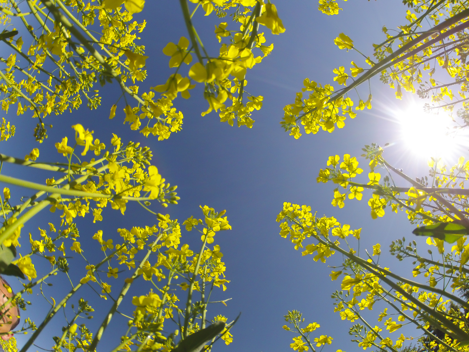 How plants see light and adapt to different conditions