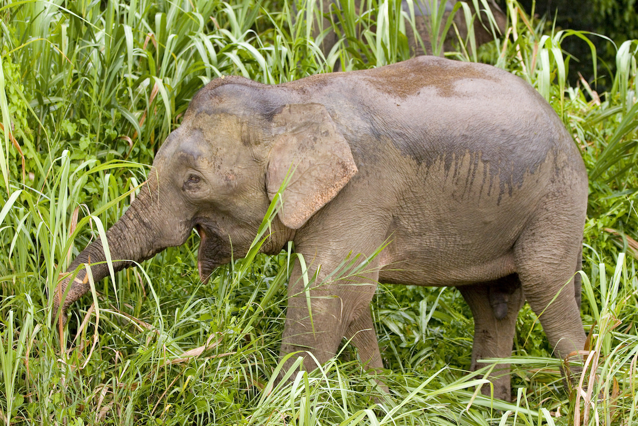 Poachers are now targeting the world’s smallest elephants