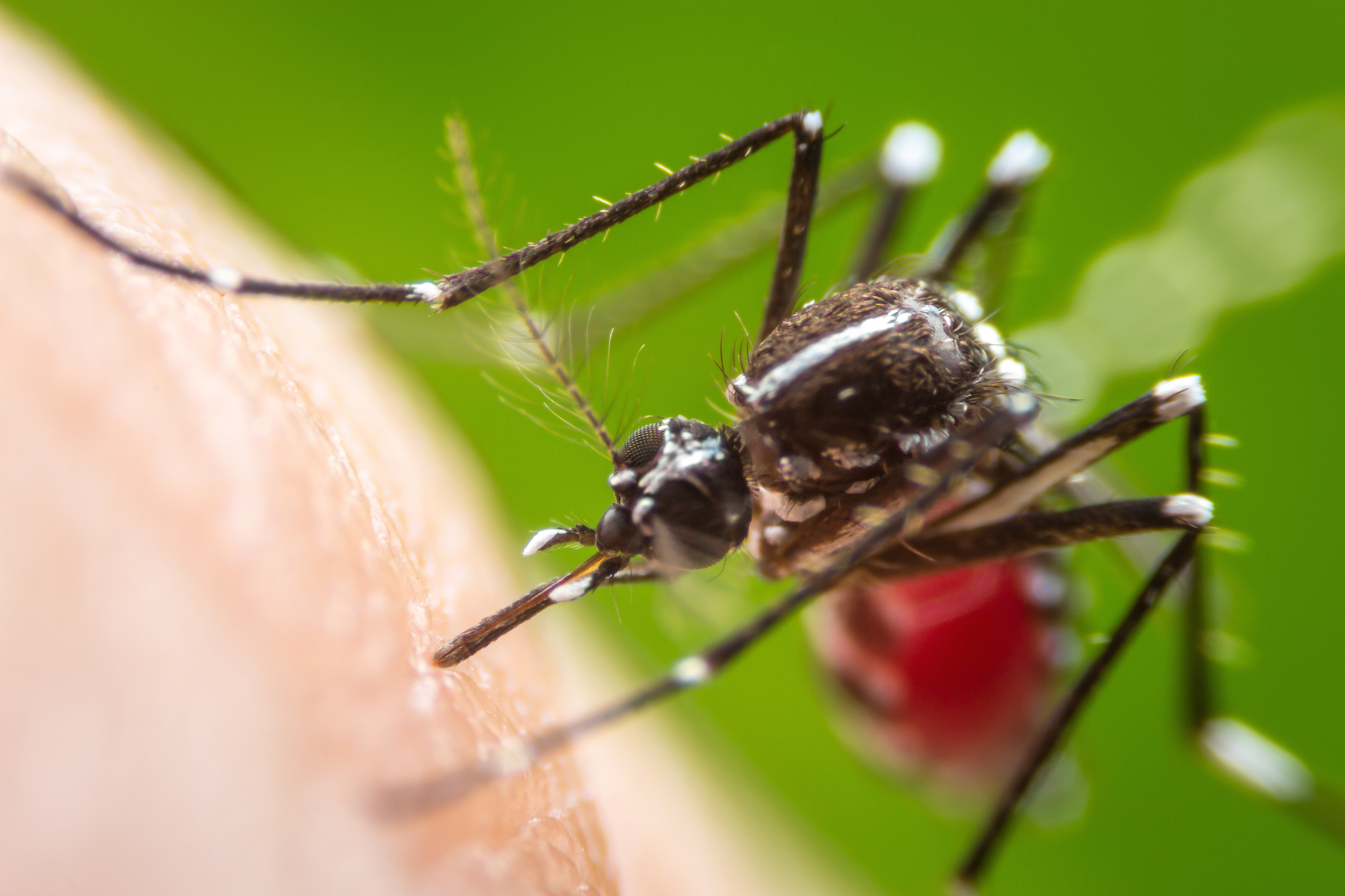 Swatting mosquitoes helps them learn to avoid your scent
