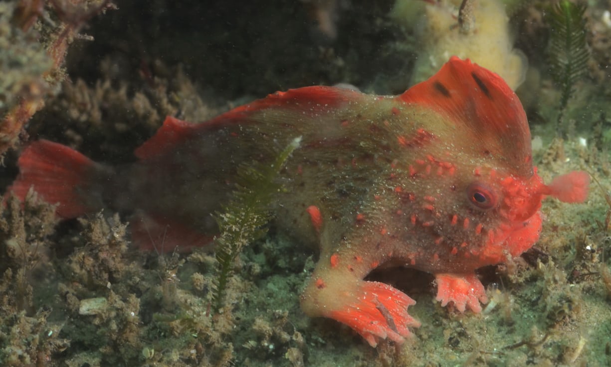 New population of red handfish discovered, doubling its numbers