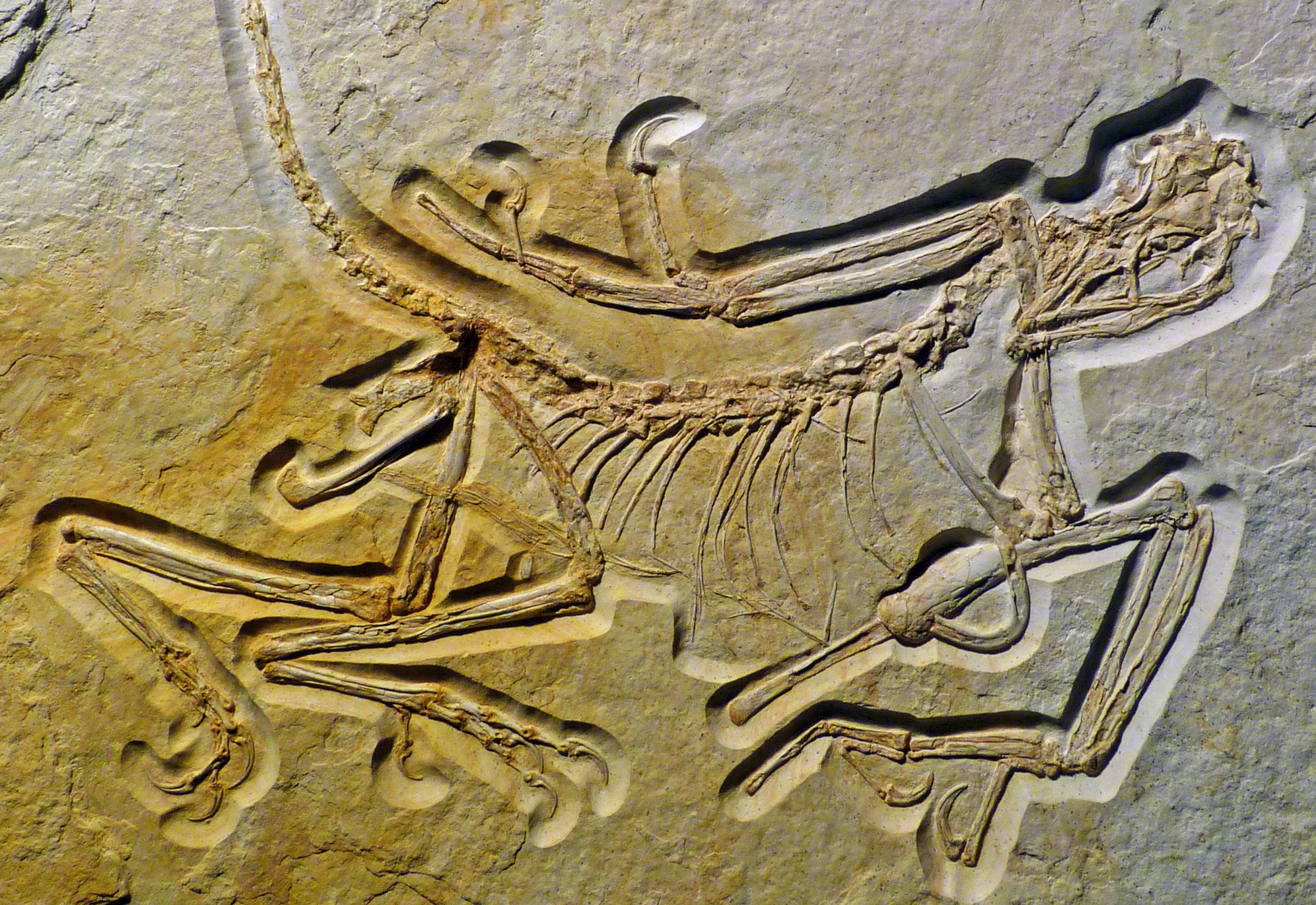 Oldest known fossil in feathered dinosaur genus discovered
