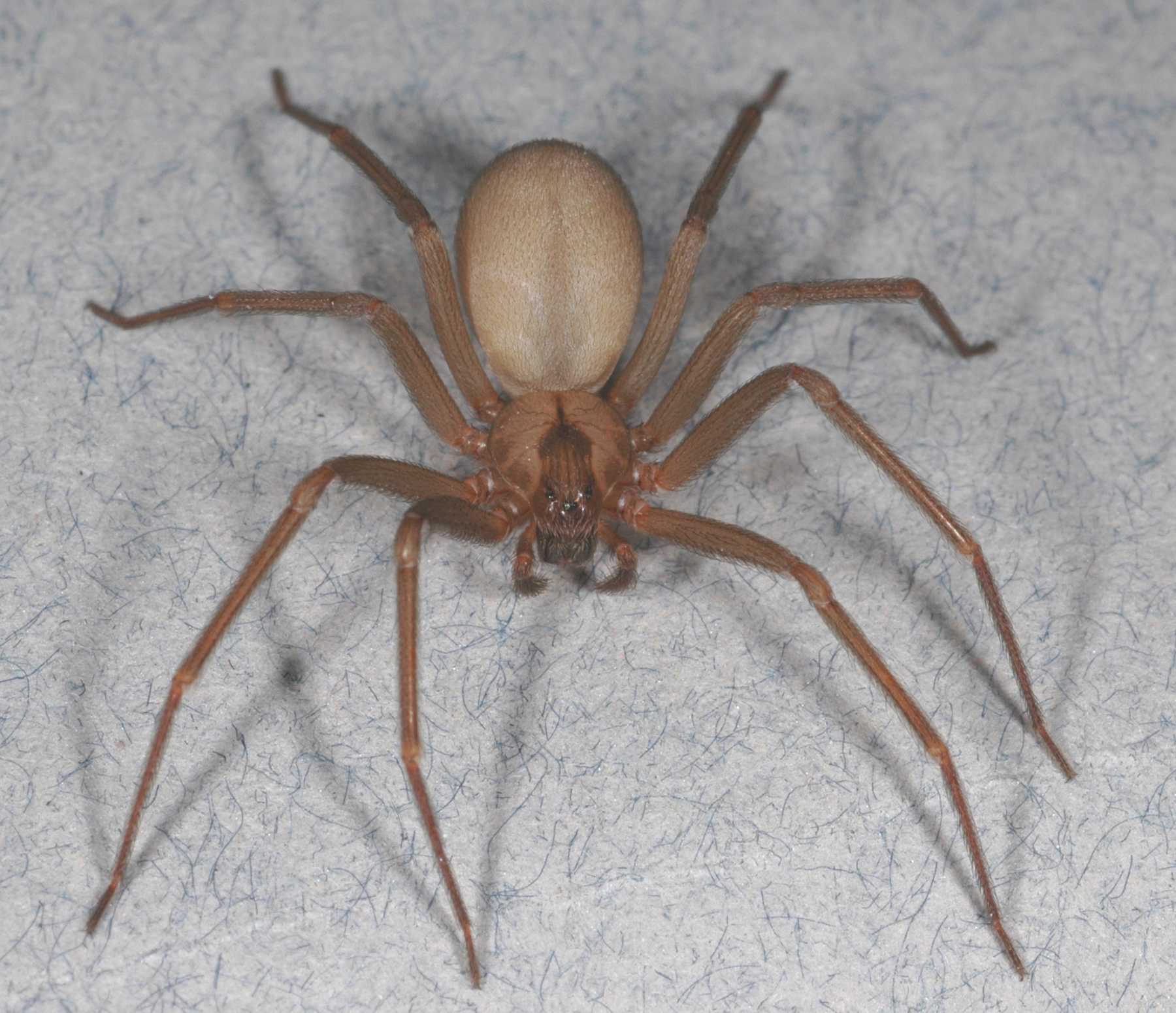 The brown recluse spider is not as big of a threat as many think