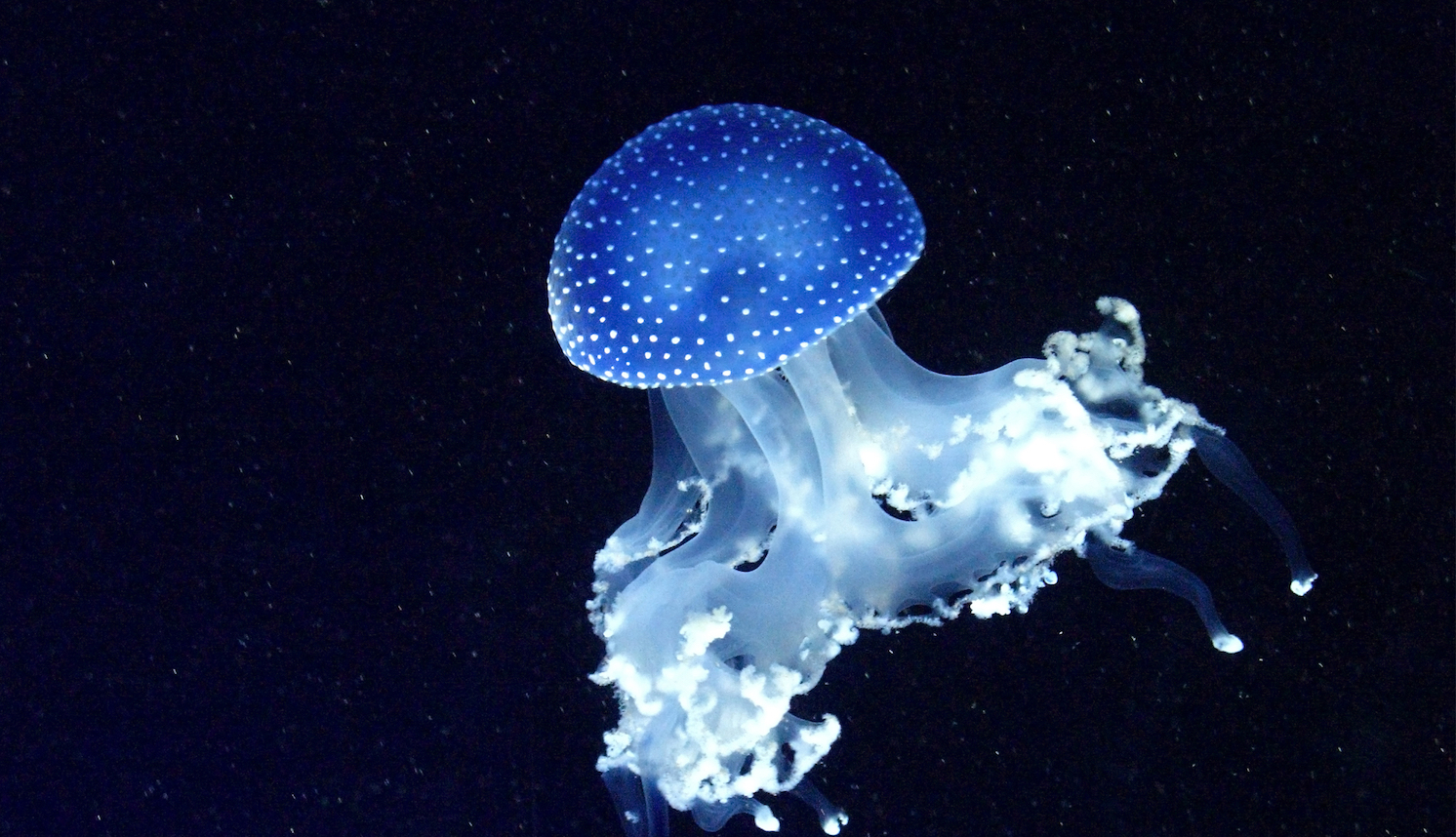 Bioluminescence: The secrets of animals who glow in the dark