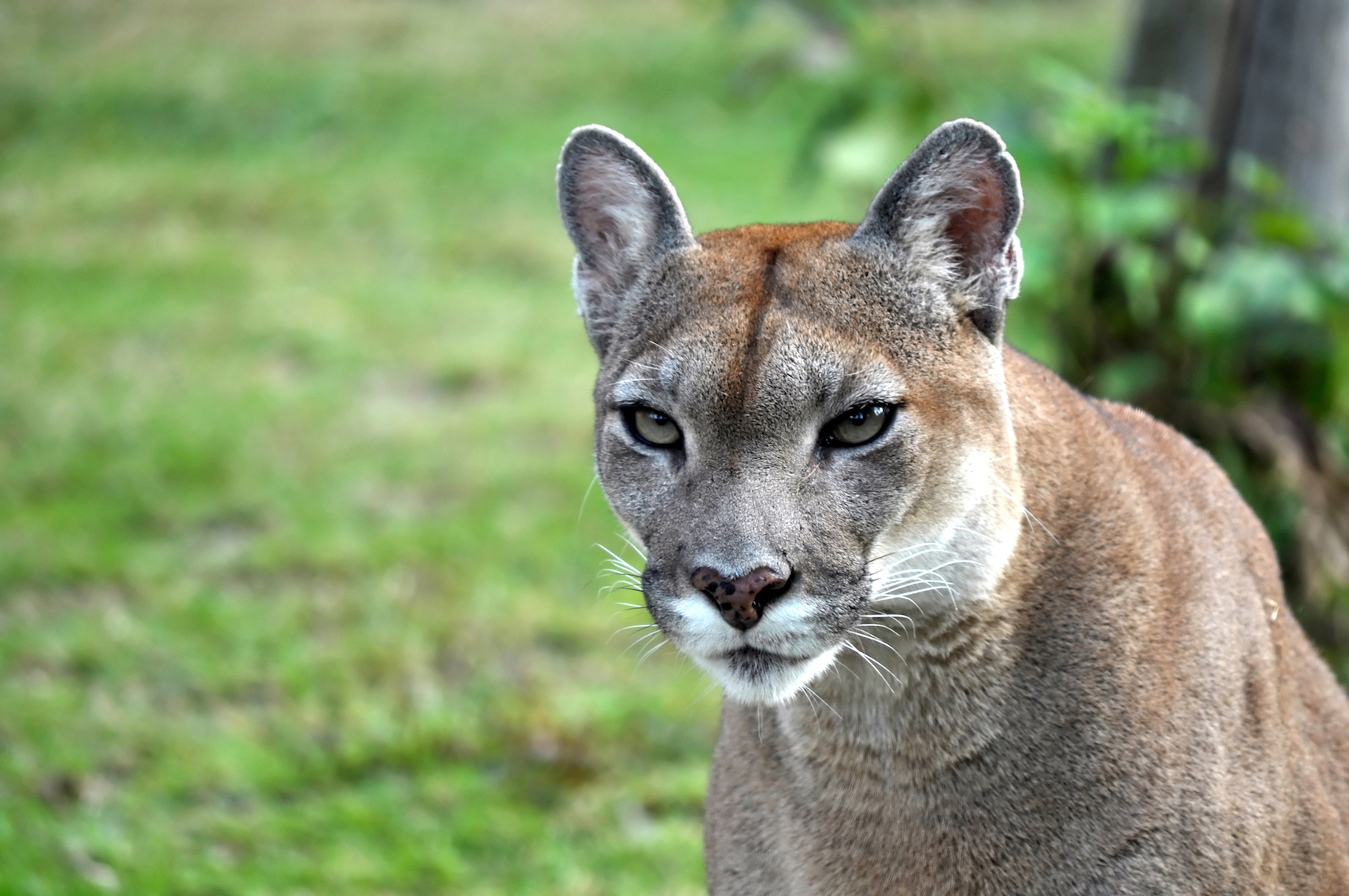 Eastern cougars declared extinct after vanishing over 75 years ago