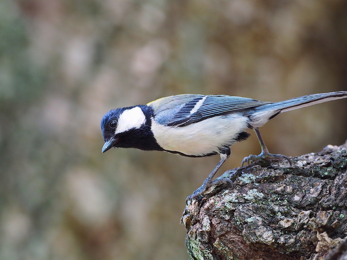 These songbirds visualize predators upon hearing alarm calls