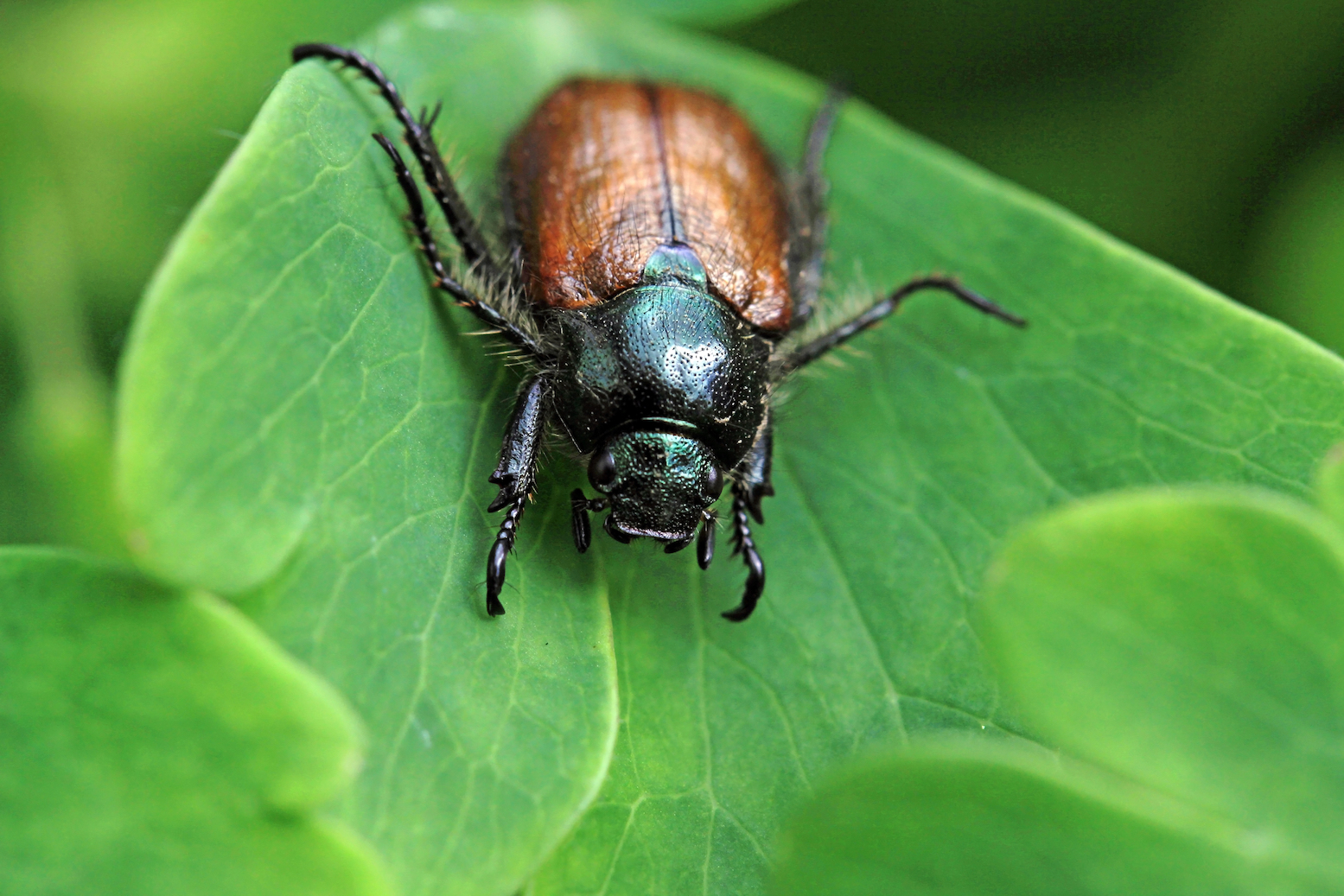 These beetles are shrinking in response to climate change