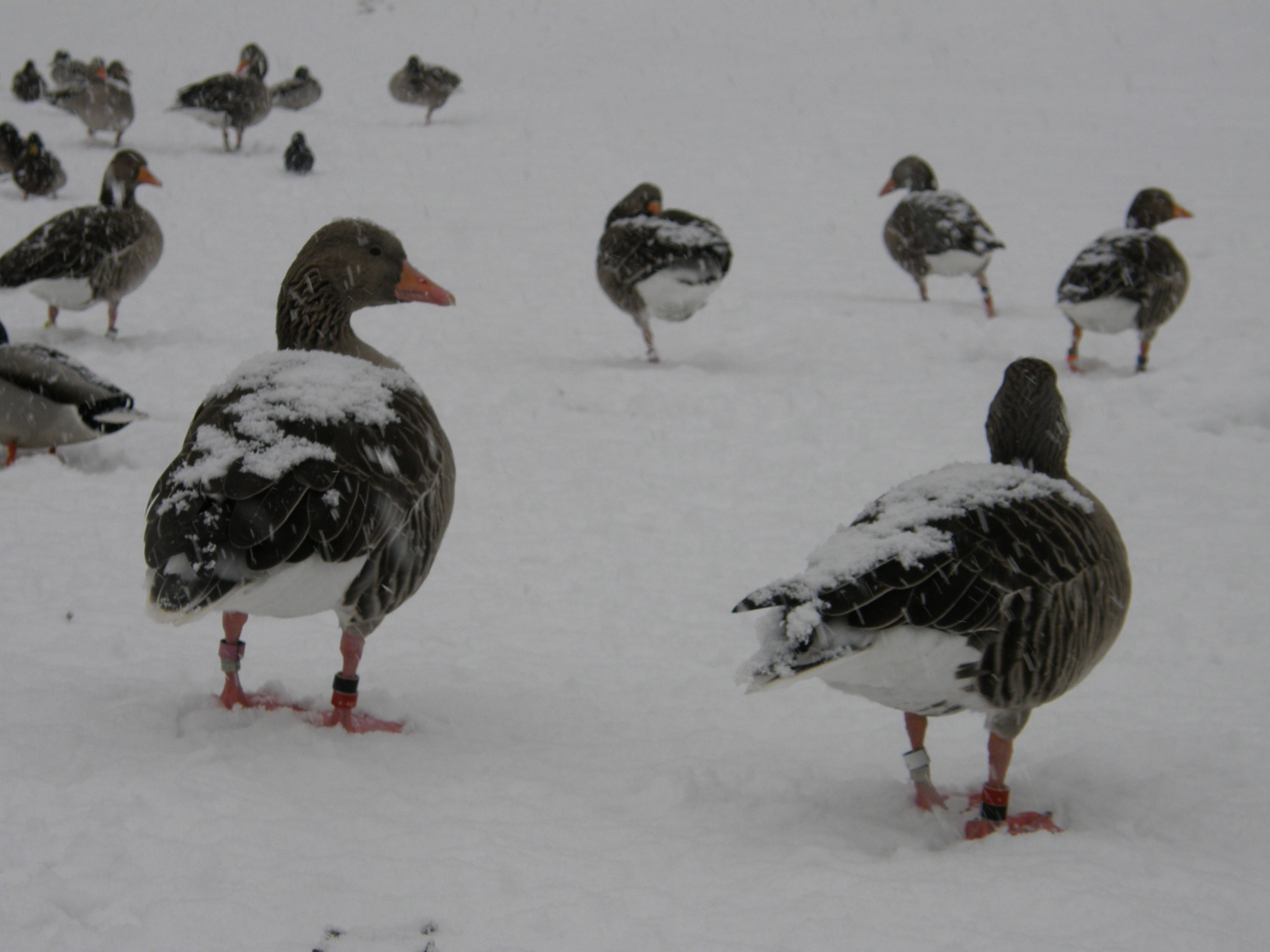 Geese lower their body temperature and heart rate during winter