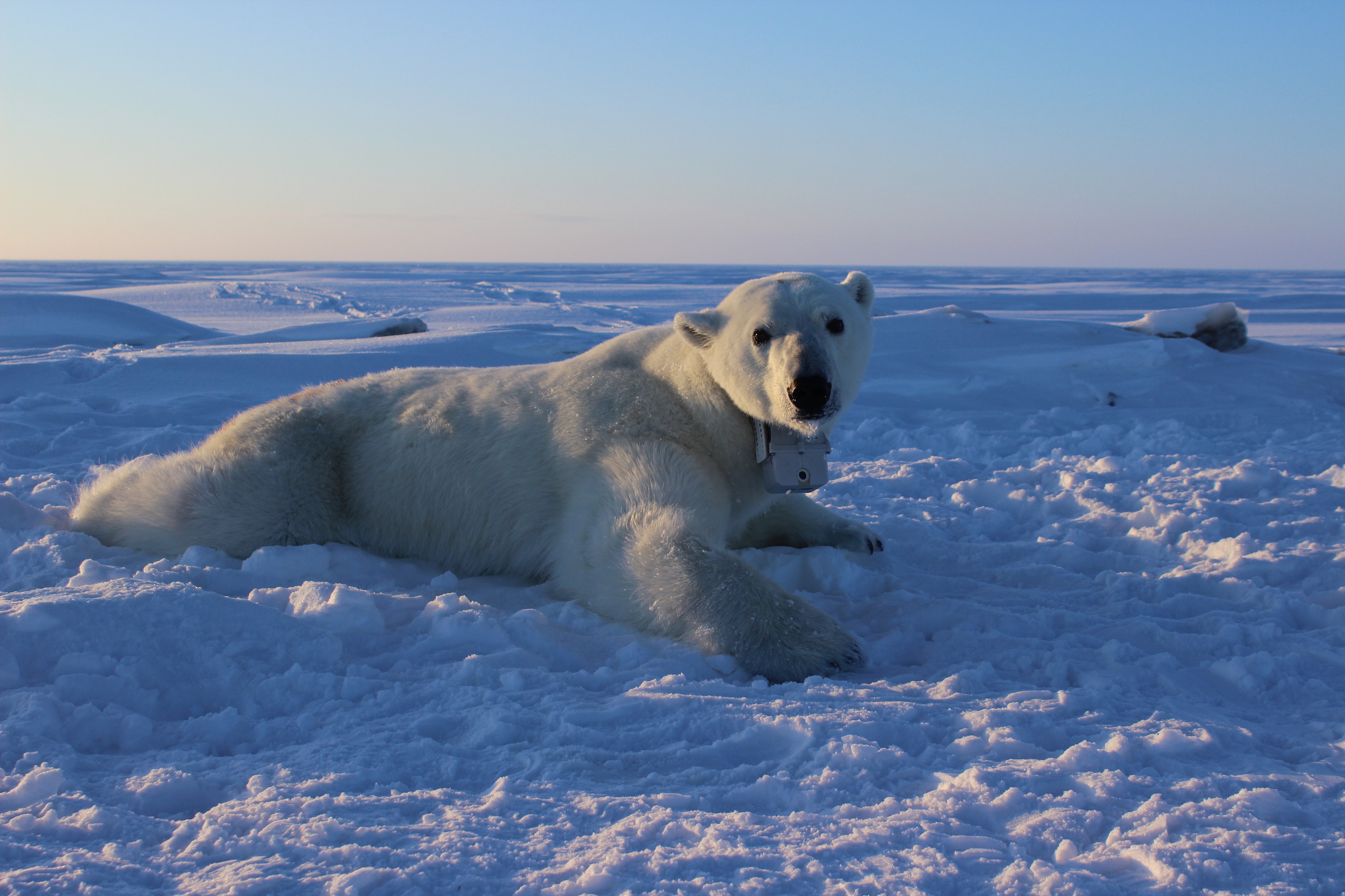 Polar bears aren’t getting enough to eat