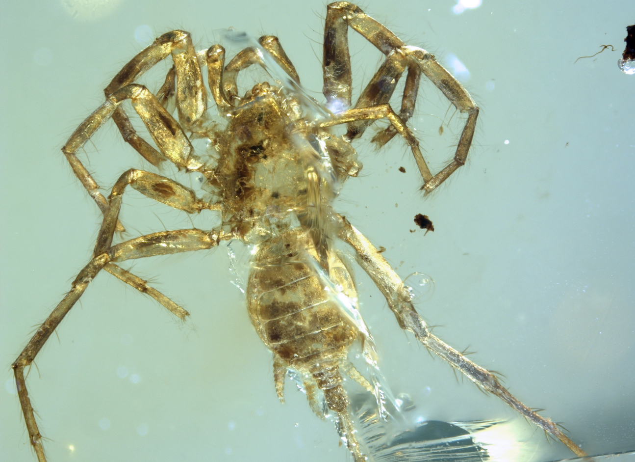 Strange spider with a tail found in 100 million-year-old amber