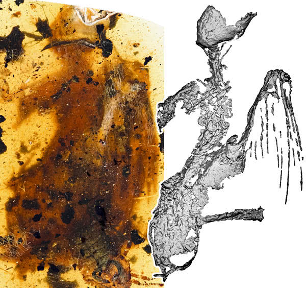 Most complete dinosaur-era bird fossil found in amber