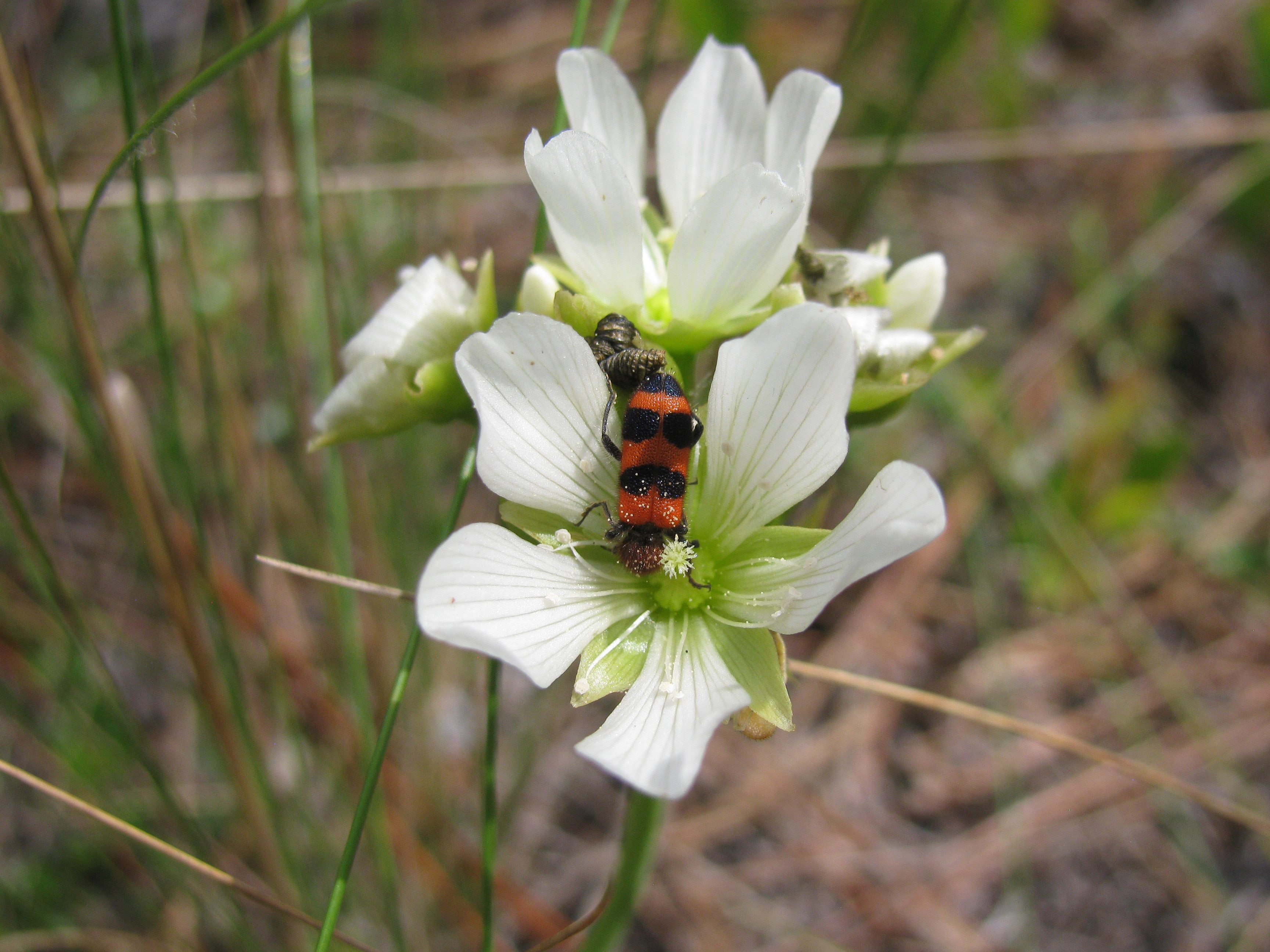 Venus flytraps don’t kill their pollinator insects
