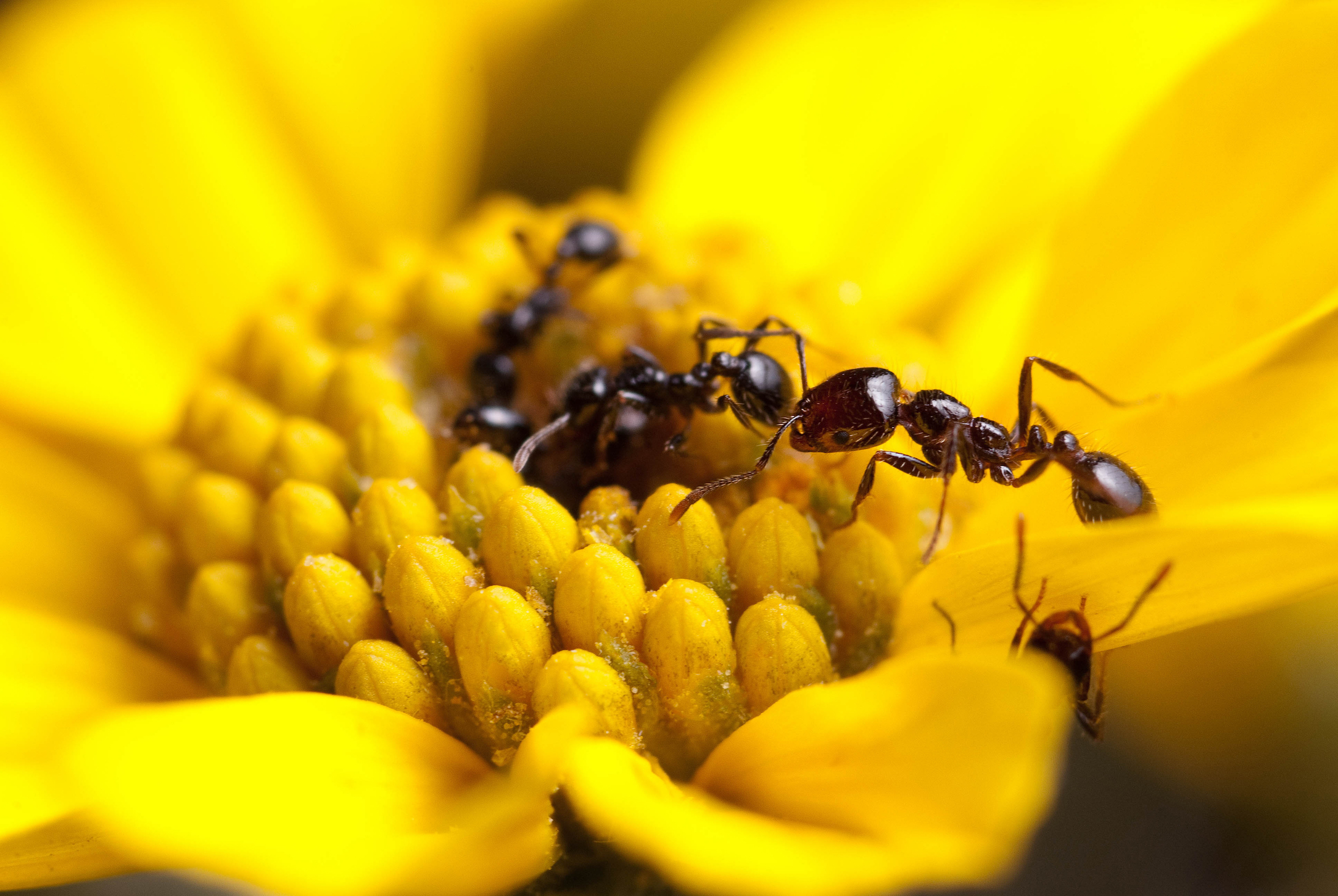 Some ants produce powerful antibiotics that could help humans