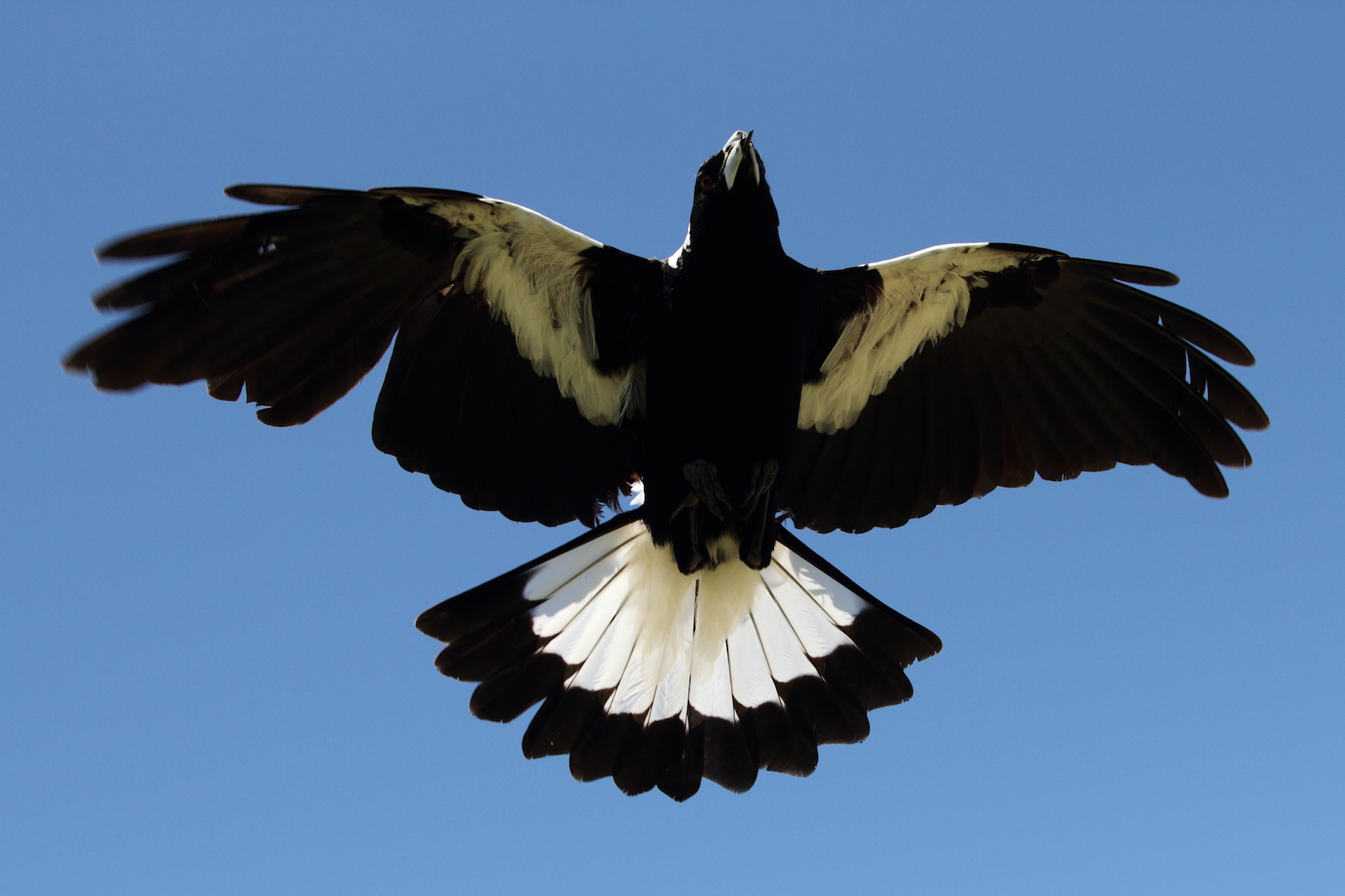 Does growing up in a large group make you smarter?