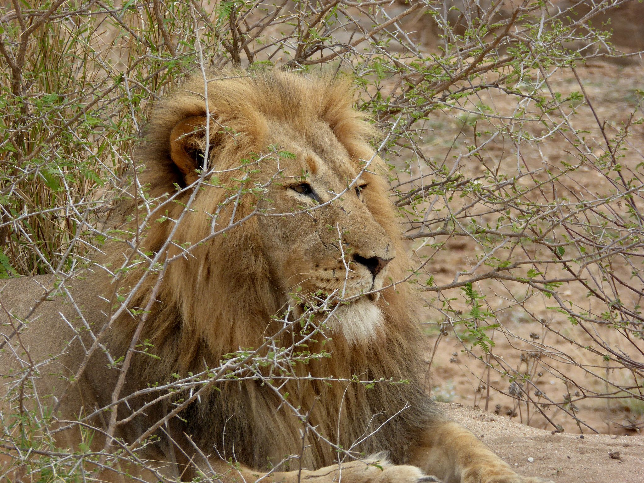 Lions in Africa still threatened despite improved numbers