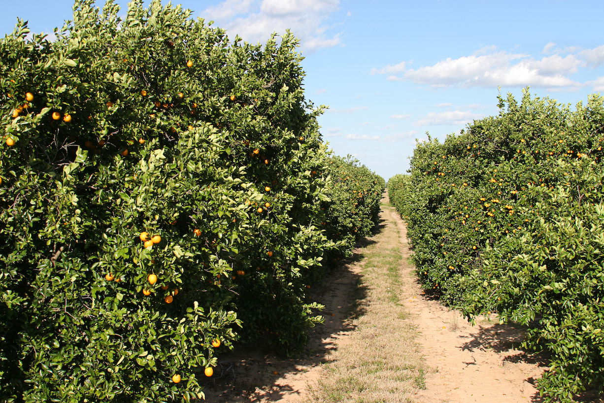 Florida’s citrus trees struggle to recover from disaster, disease