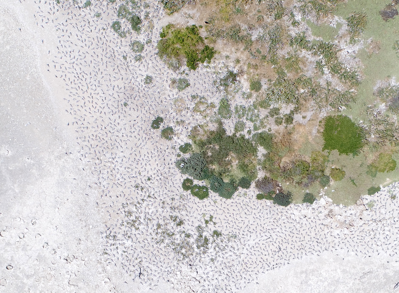 #EpicDuckChallenge proves drones can monitor wildlife populations