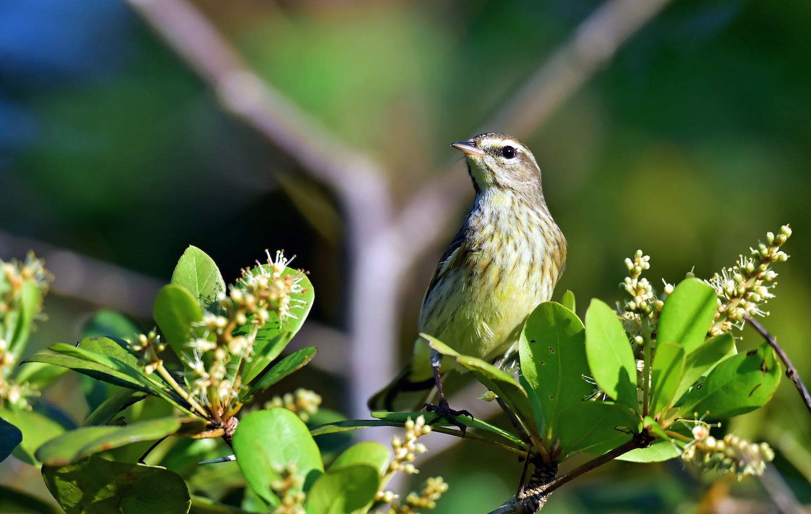Songbird nests struggling near fracking sites