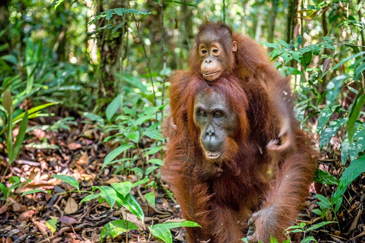 Nearly 150,000 orangutans lost in Borneo in just 16 years
