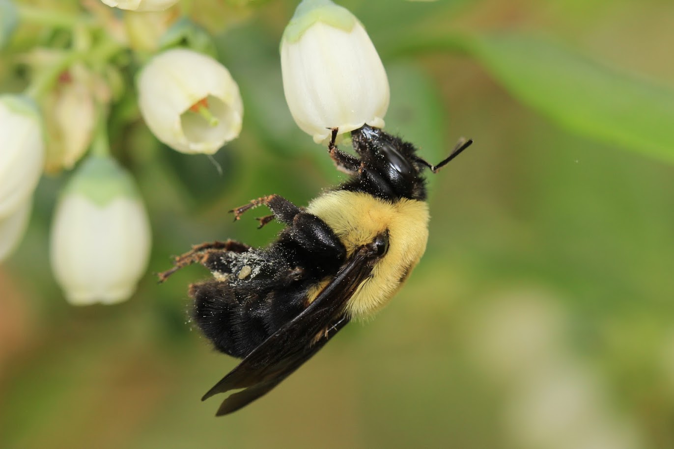 More species of wild bees means more crops for humans